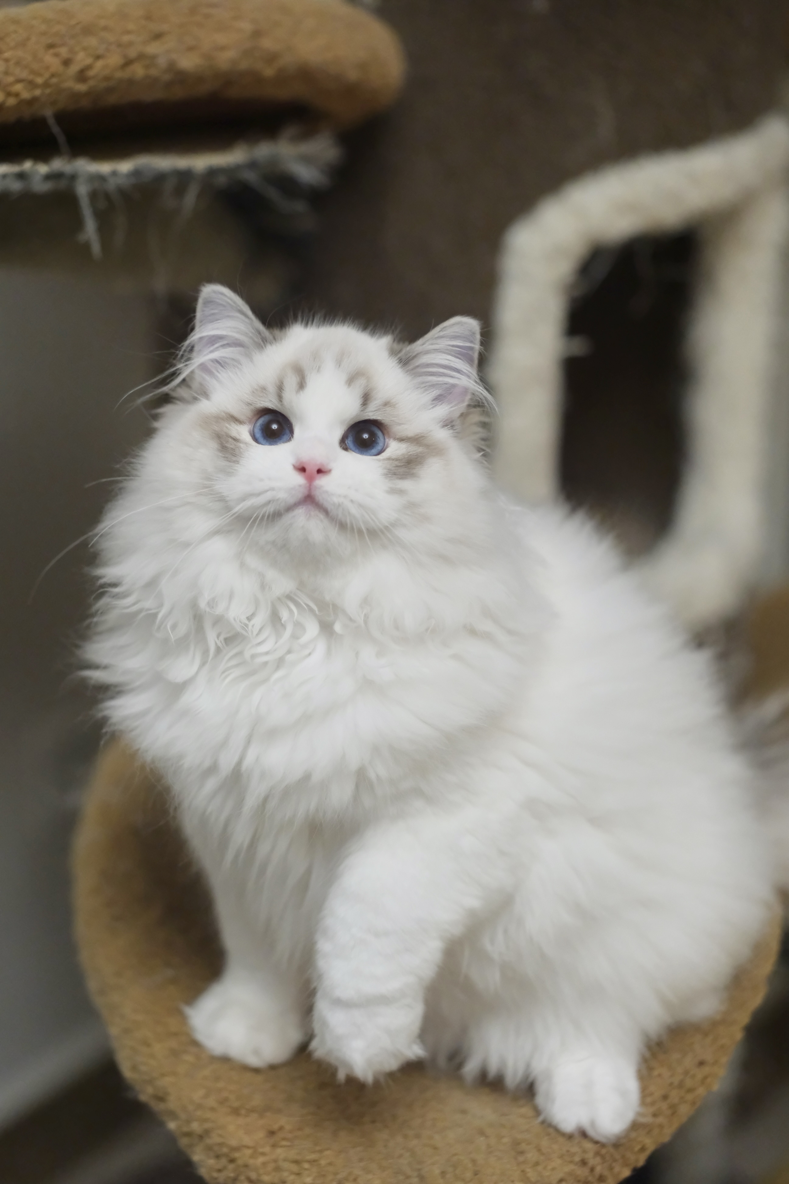 憨宝（秋水蓝） 照片 1