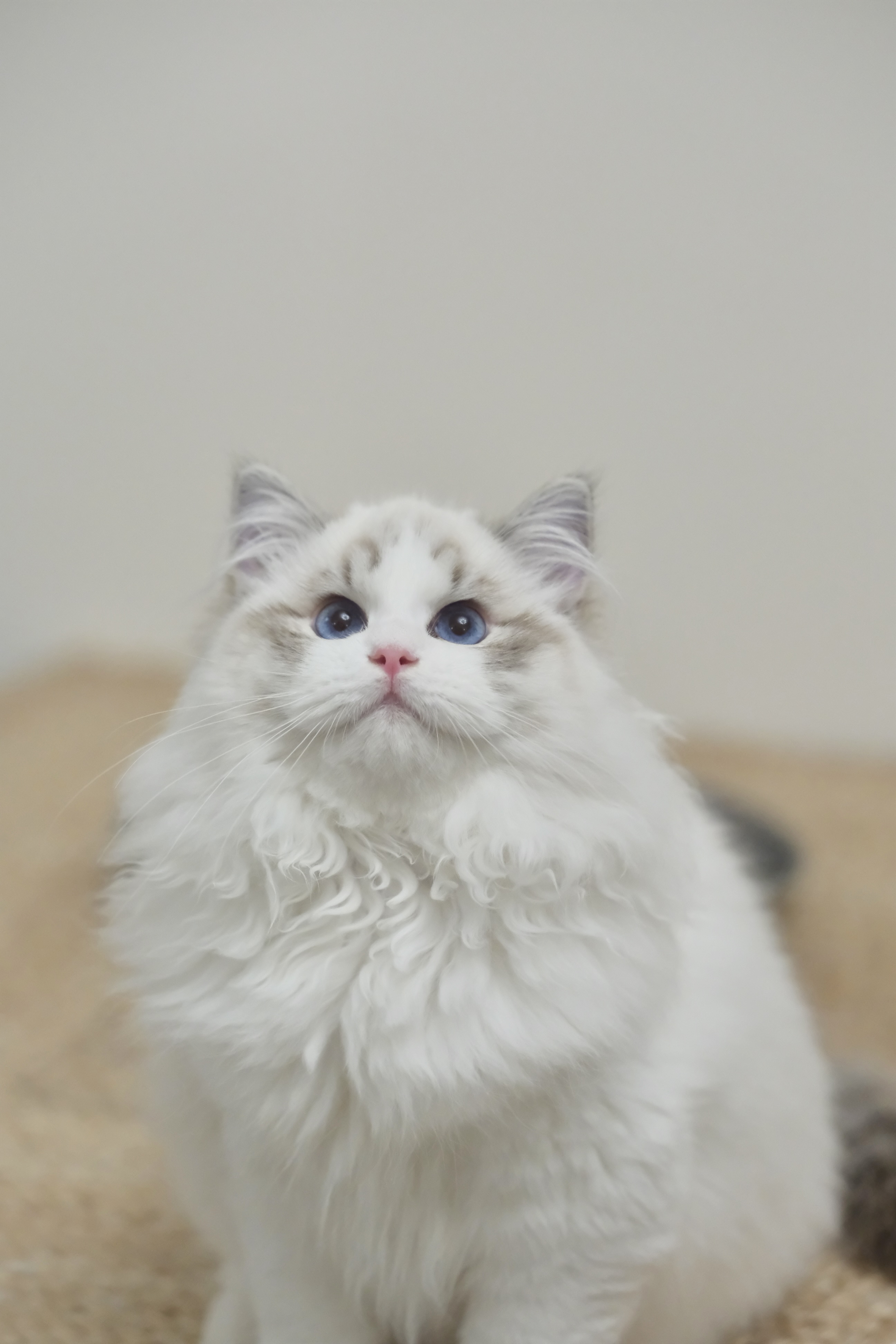 憨宝（秋水蓝） 照片 3