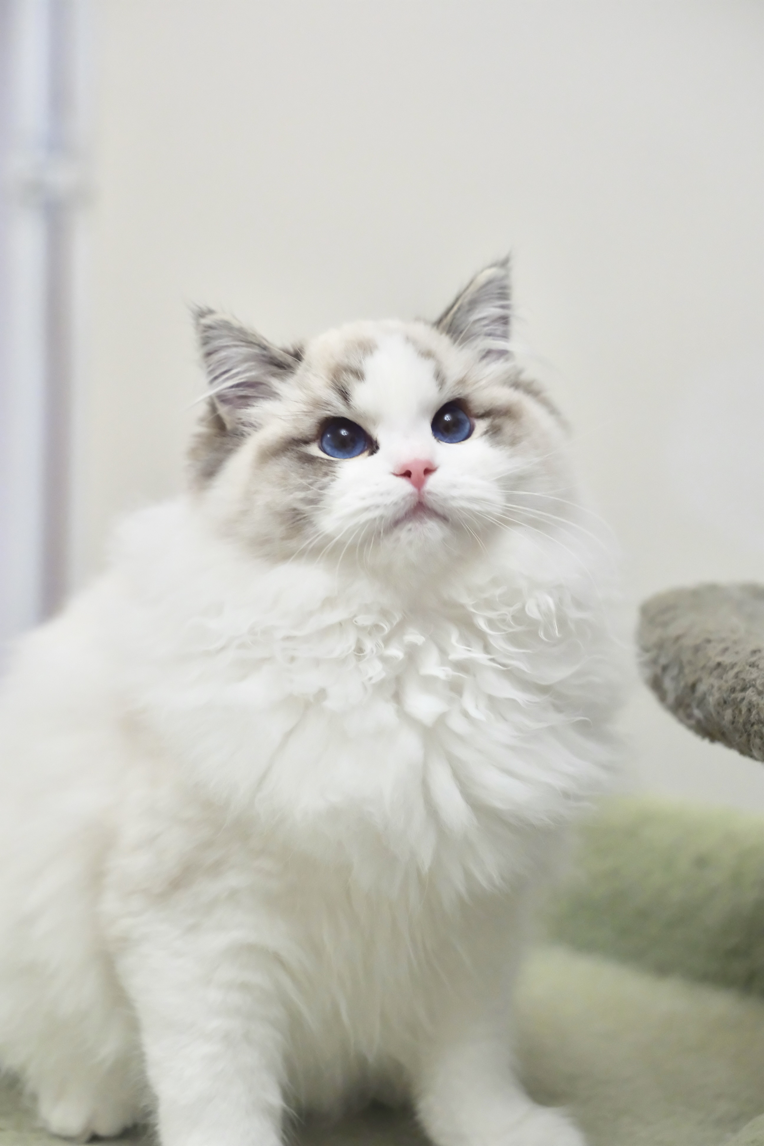 稳稳（多多蓝） 照片 4