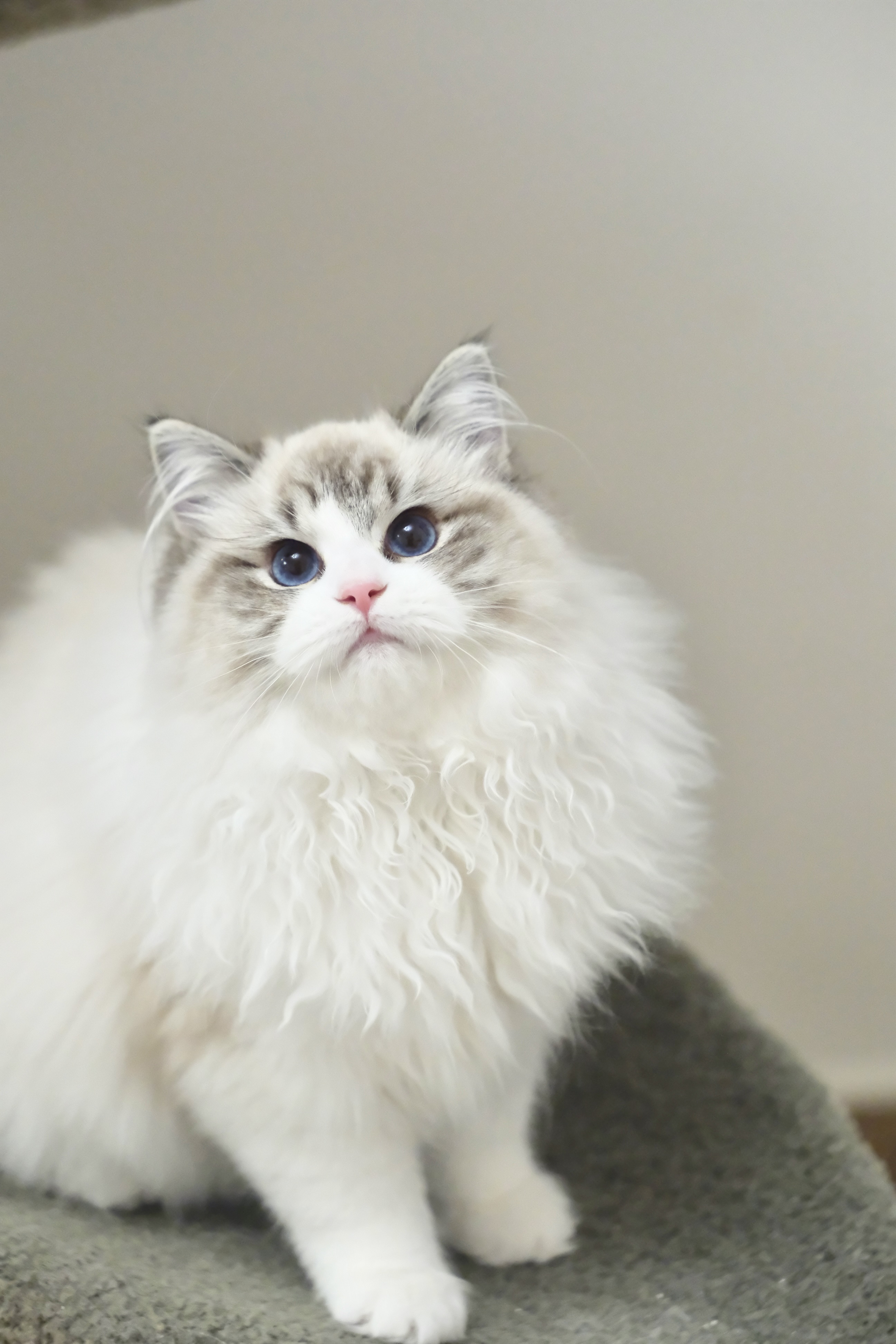 当当（多多红） 照片 4