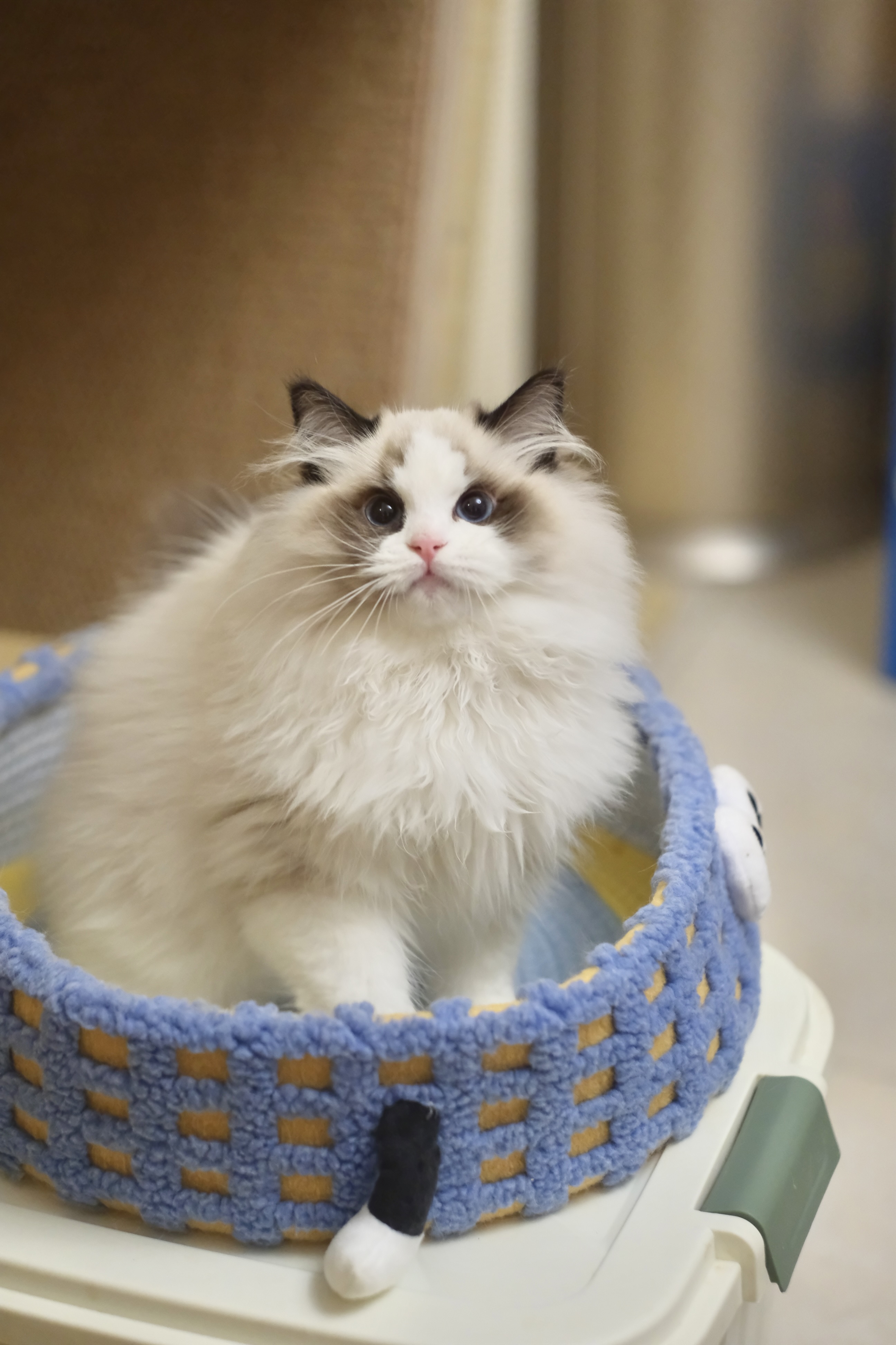 阿虎（甜菜紫） 照片 8