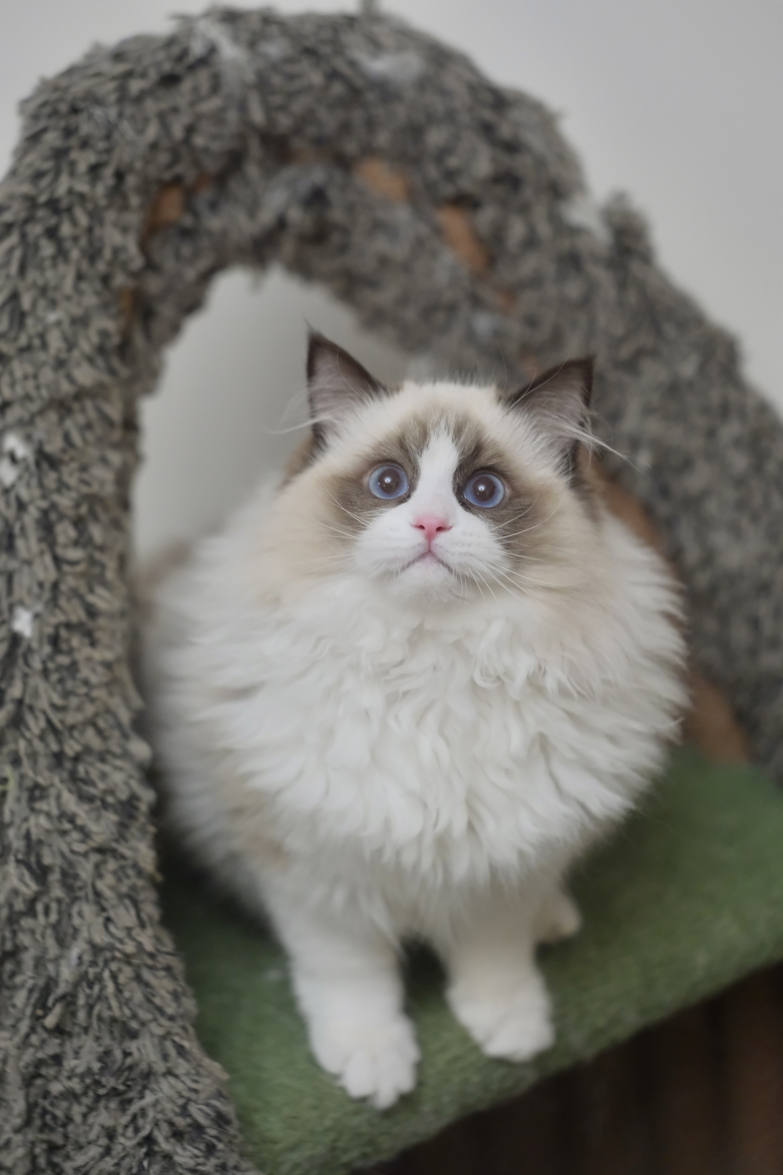 敢敢（cony黑） 照片 6