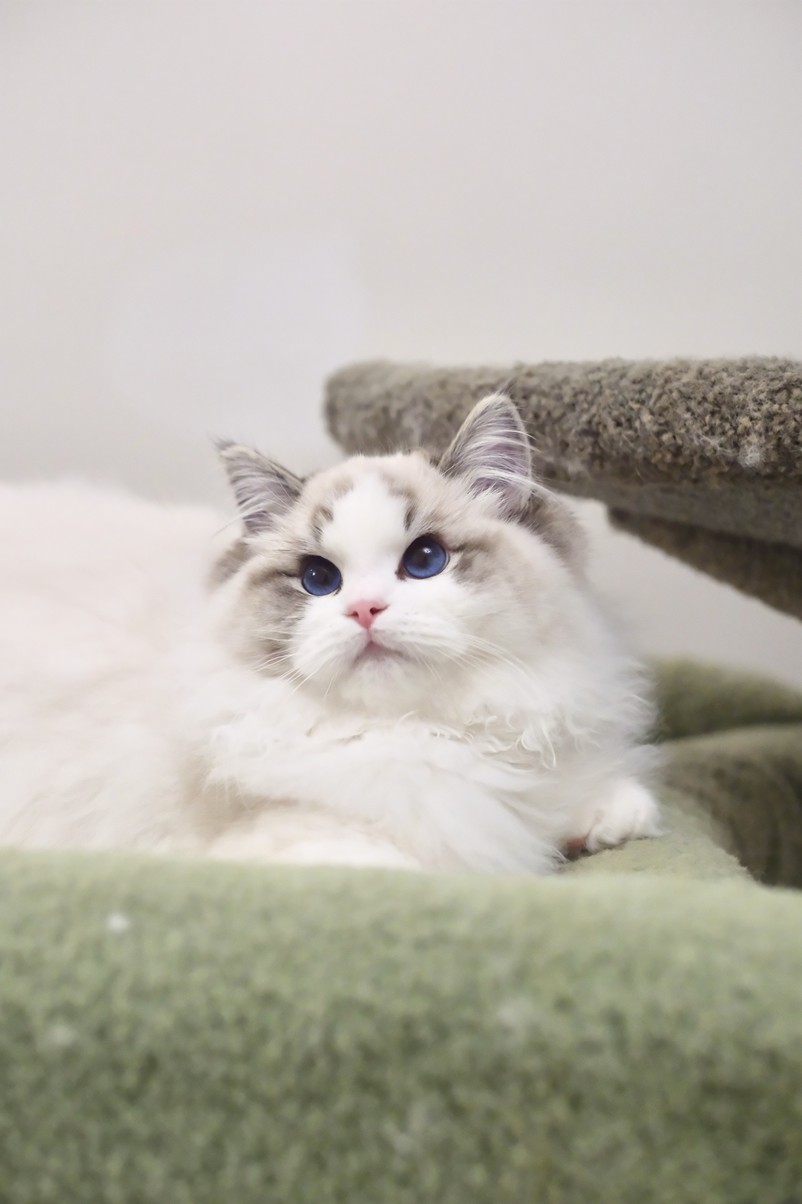 稳稳（多多蓝） 照片 5