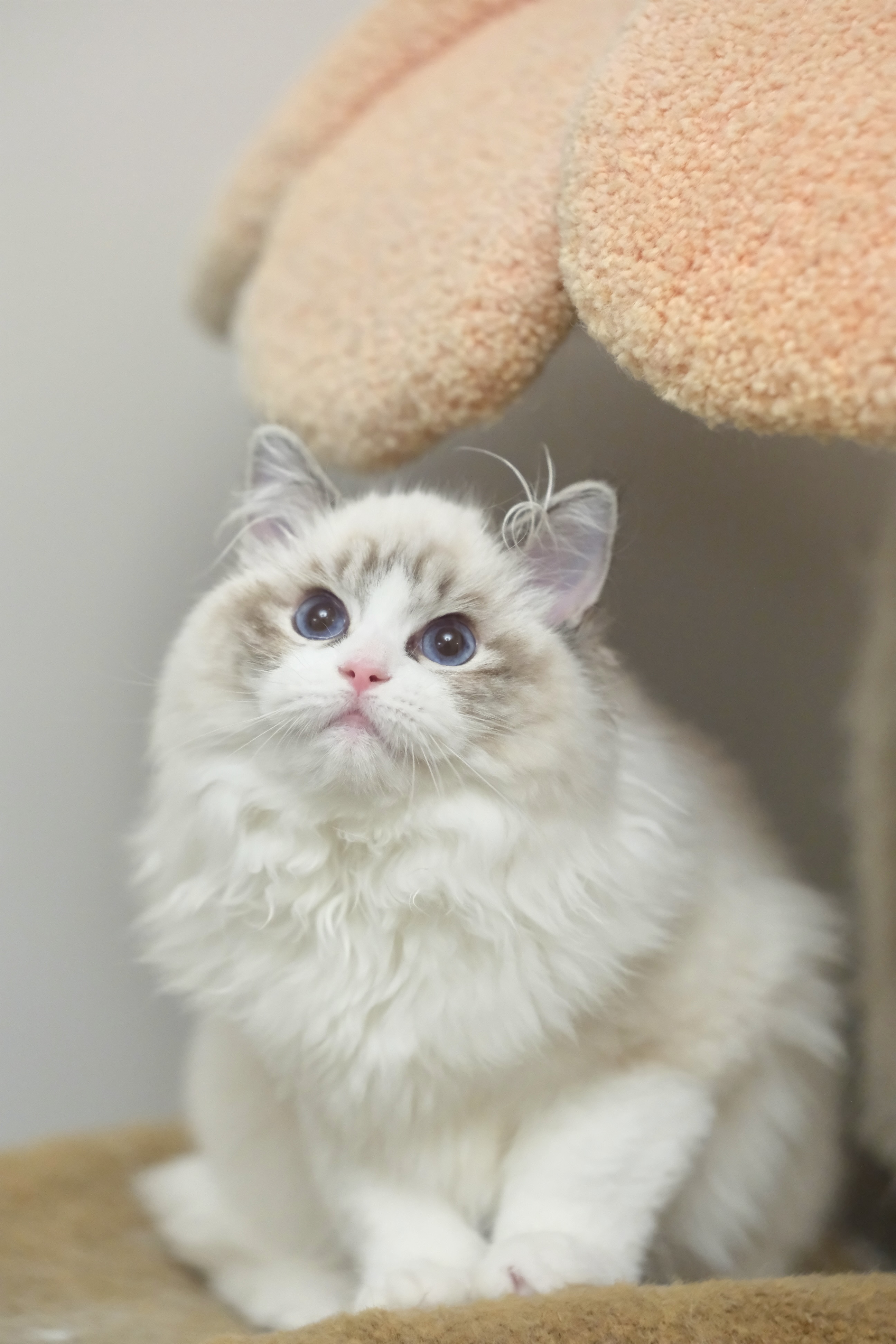 奇宝（秋水黑） 照片 4