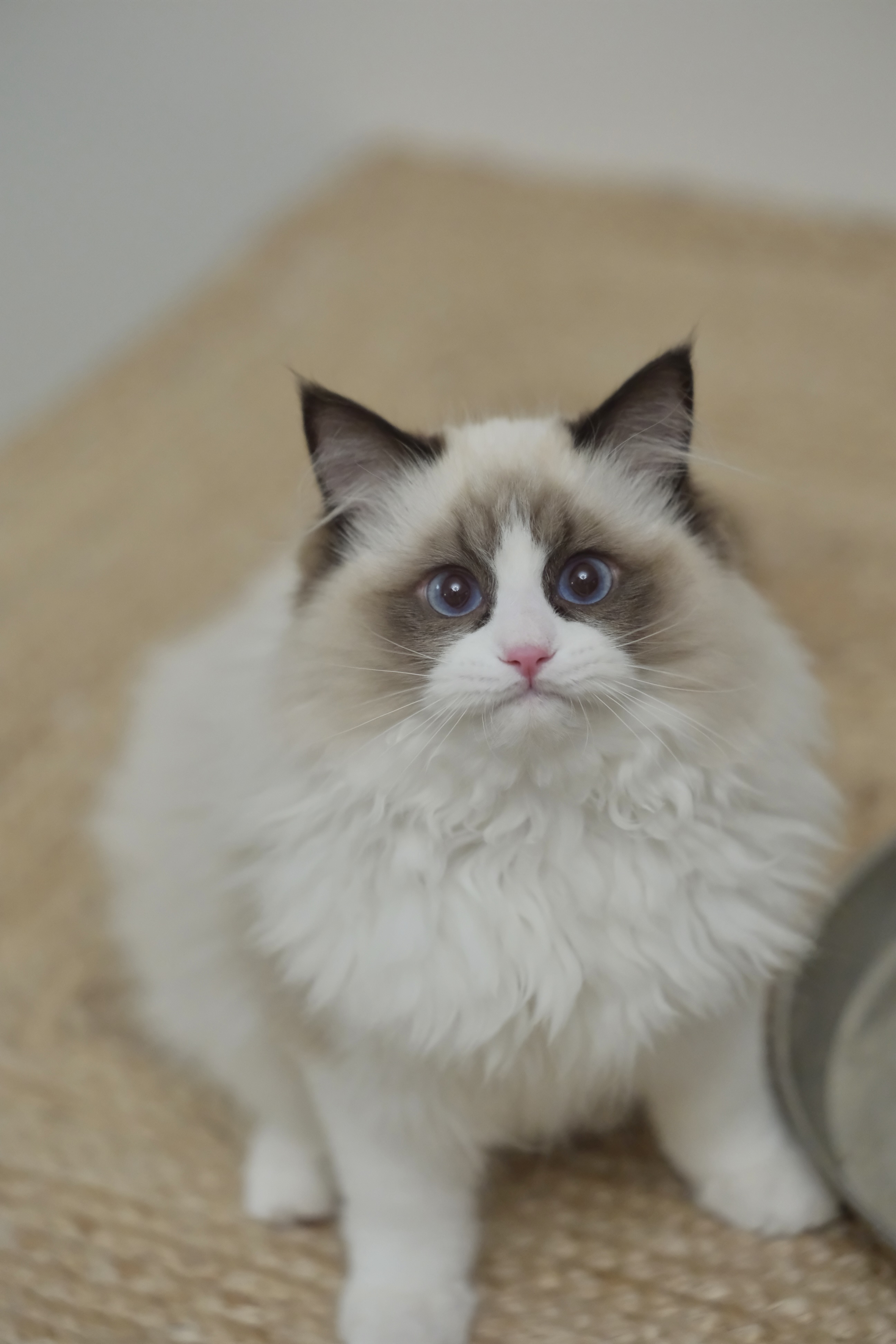 敢敢（cony黑） 照片 8