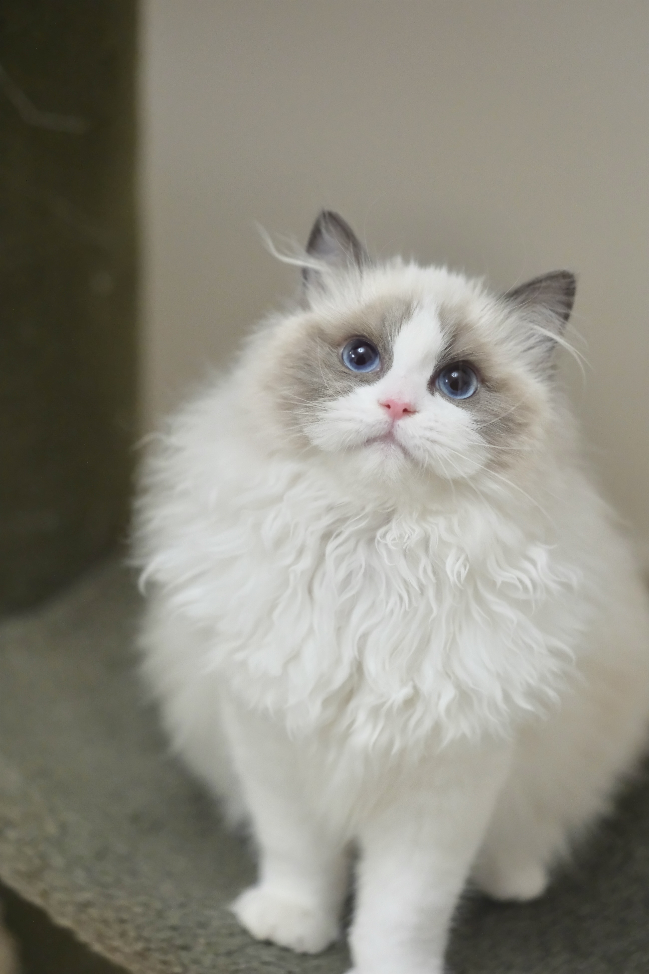 咯咯（小二丫粉） 照片 6