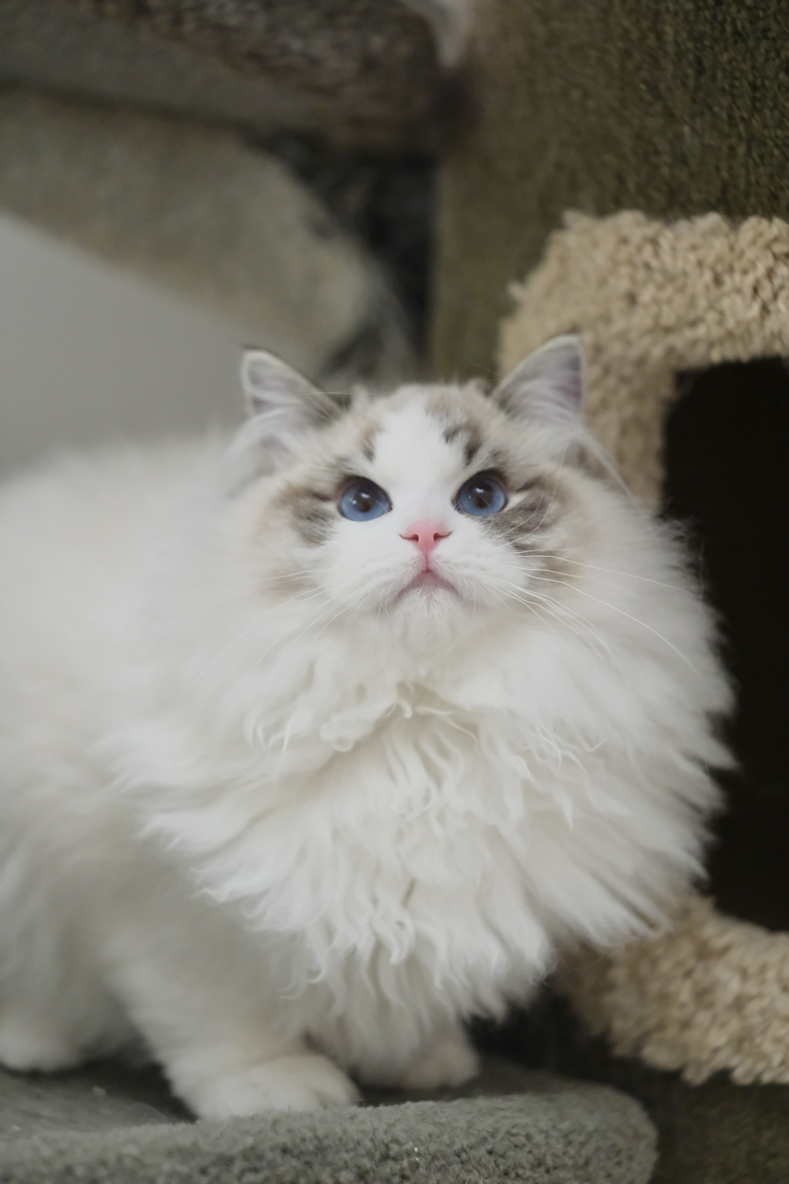 钝钝（多多黄） 照片 5