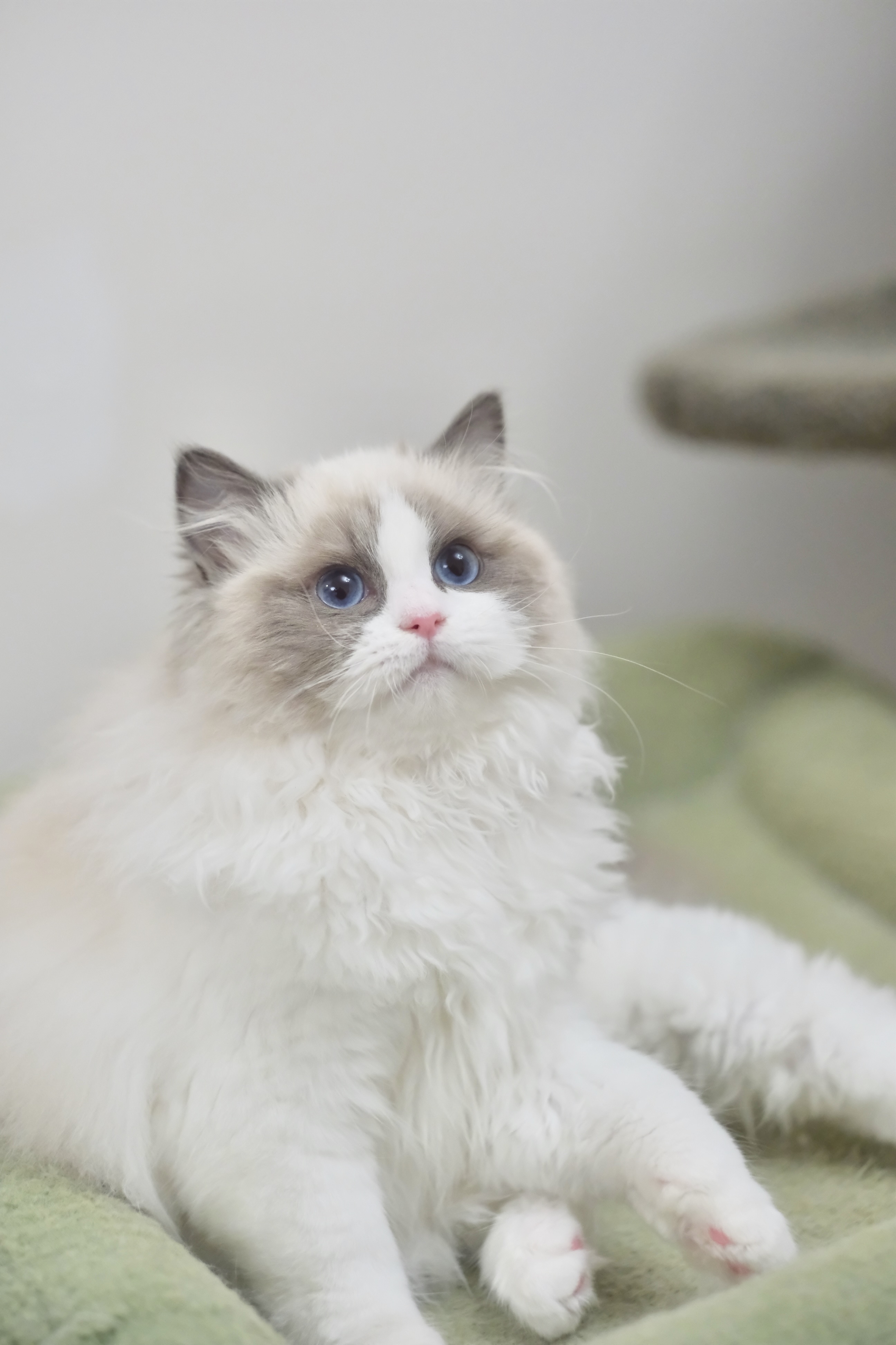 咯咯（小二丫粉） 照片 1