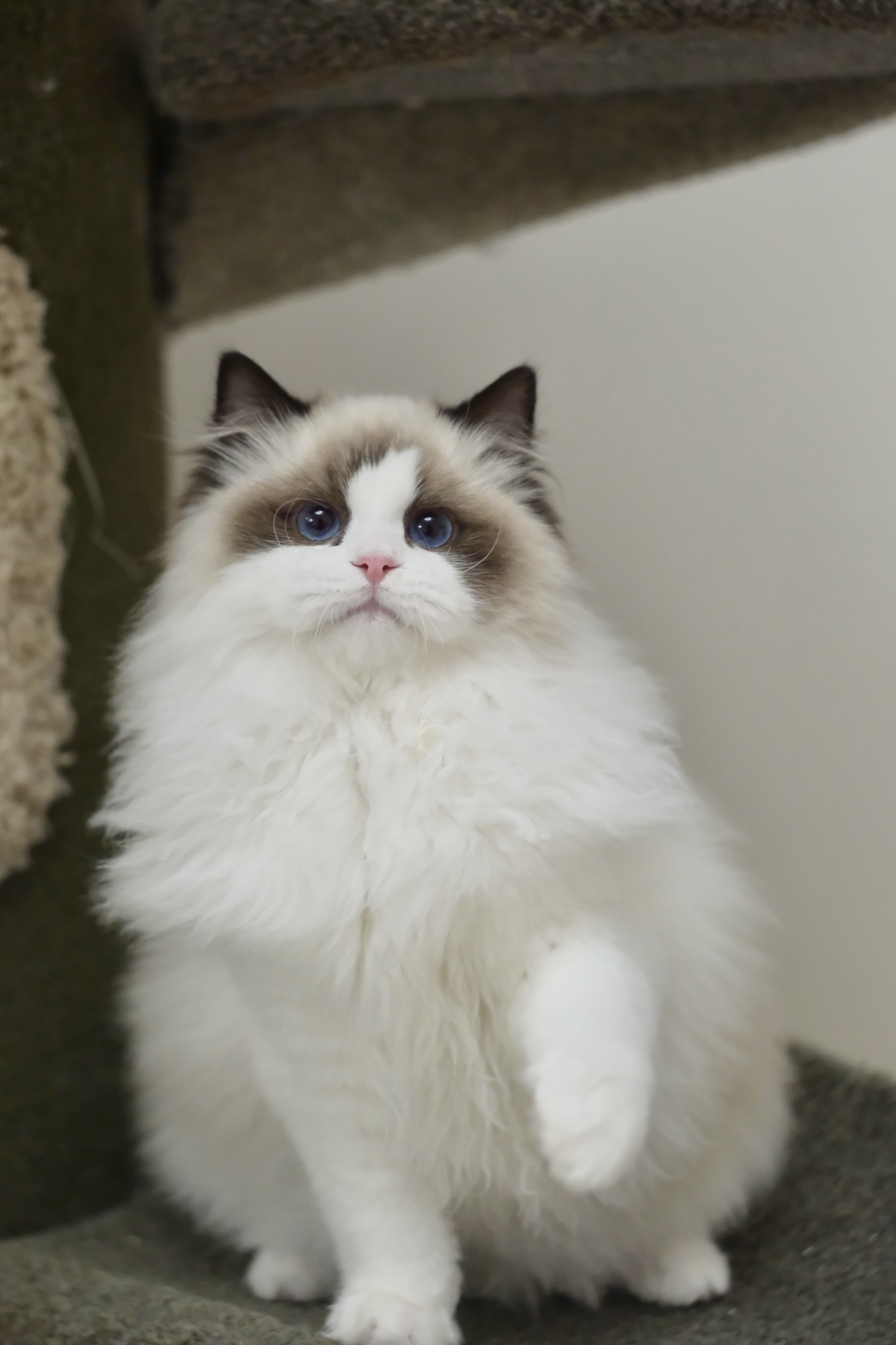 聪聪（小二丫红） 照片 3