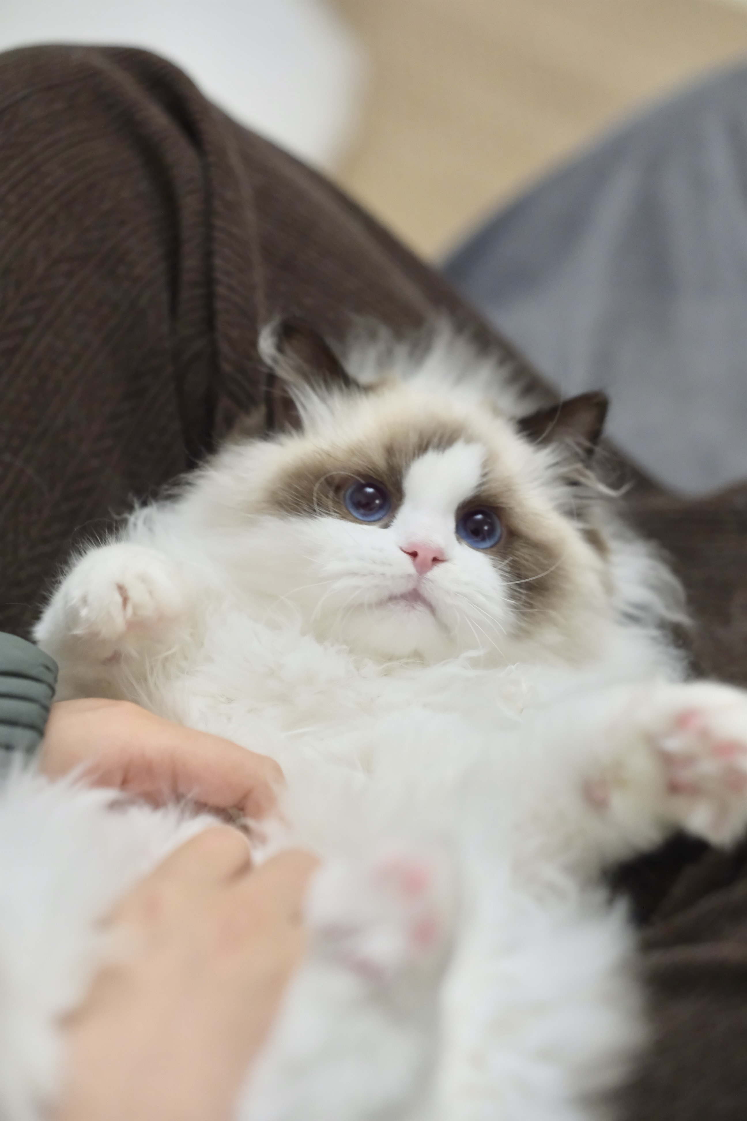 聪聪（小二丫红） 照片 2