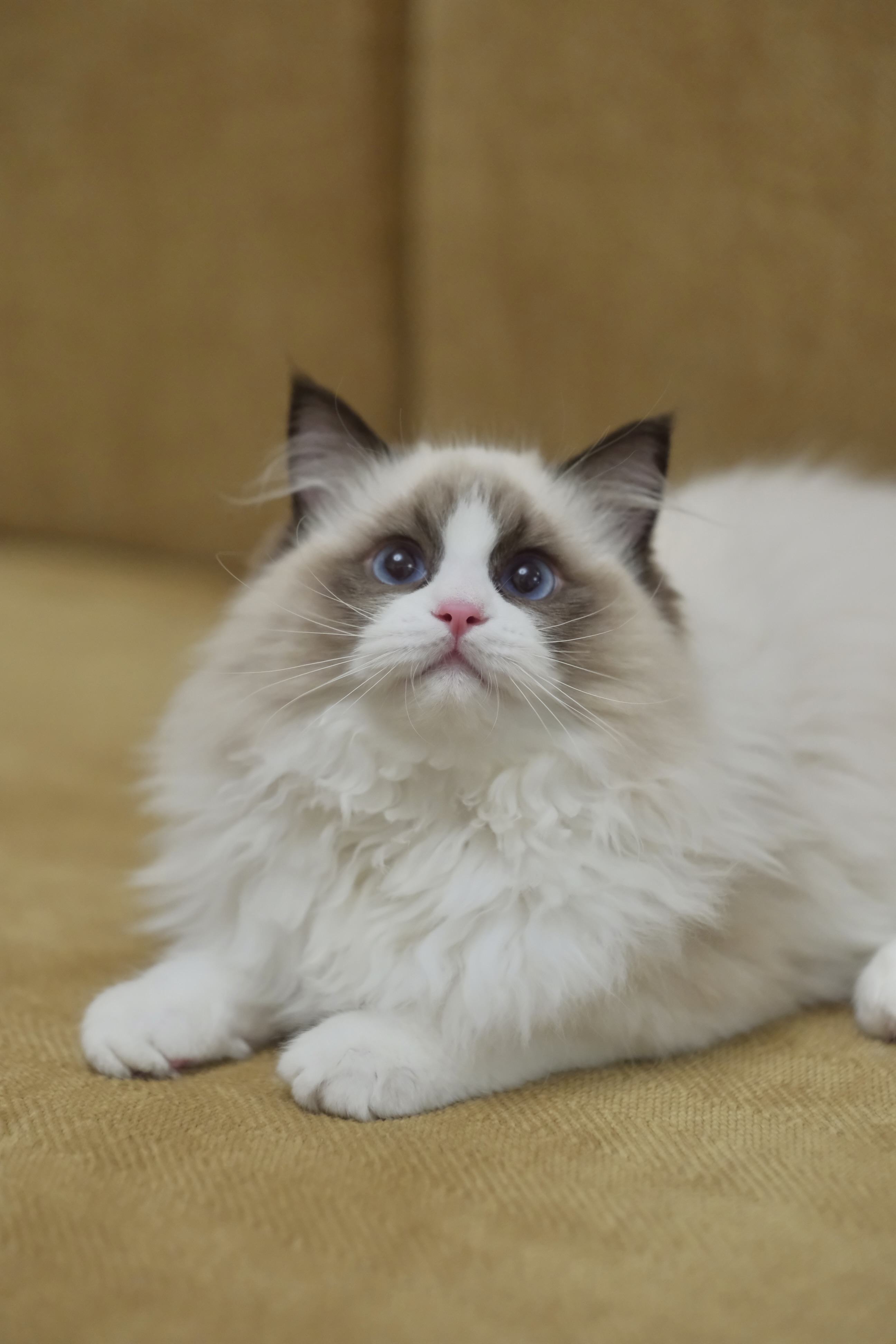 敢敢（cony黑） 照片 5