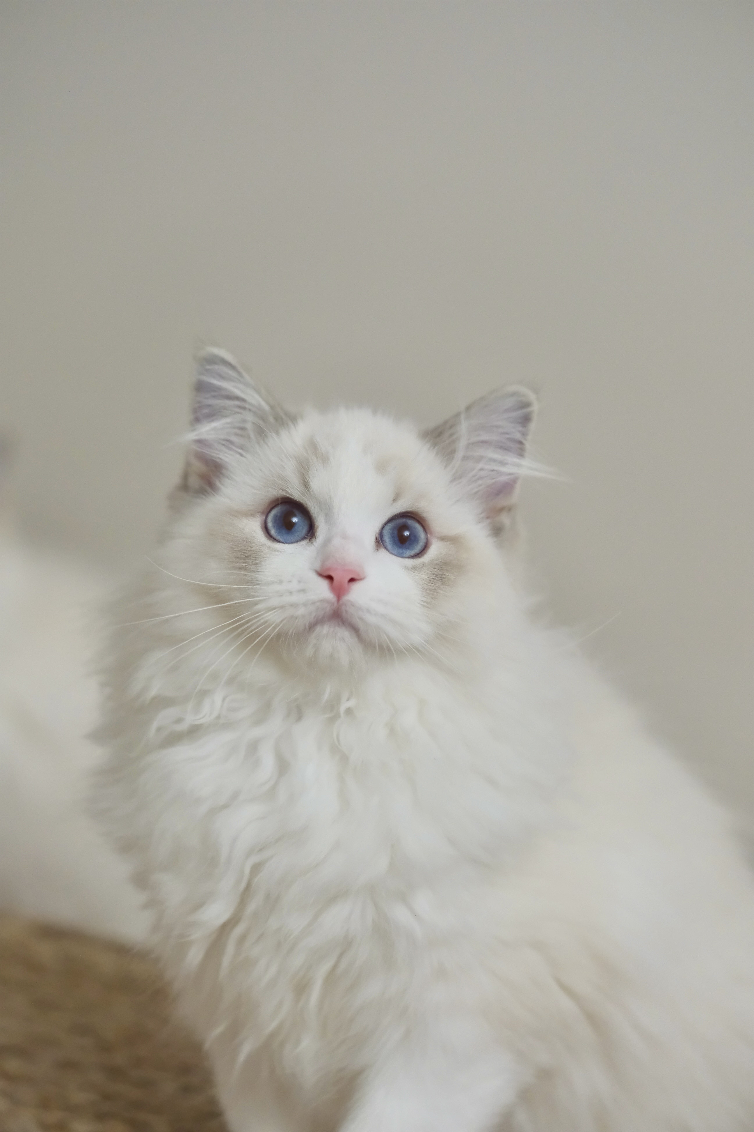 乖乖（蓝小妮子）