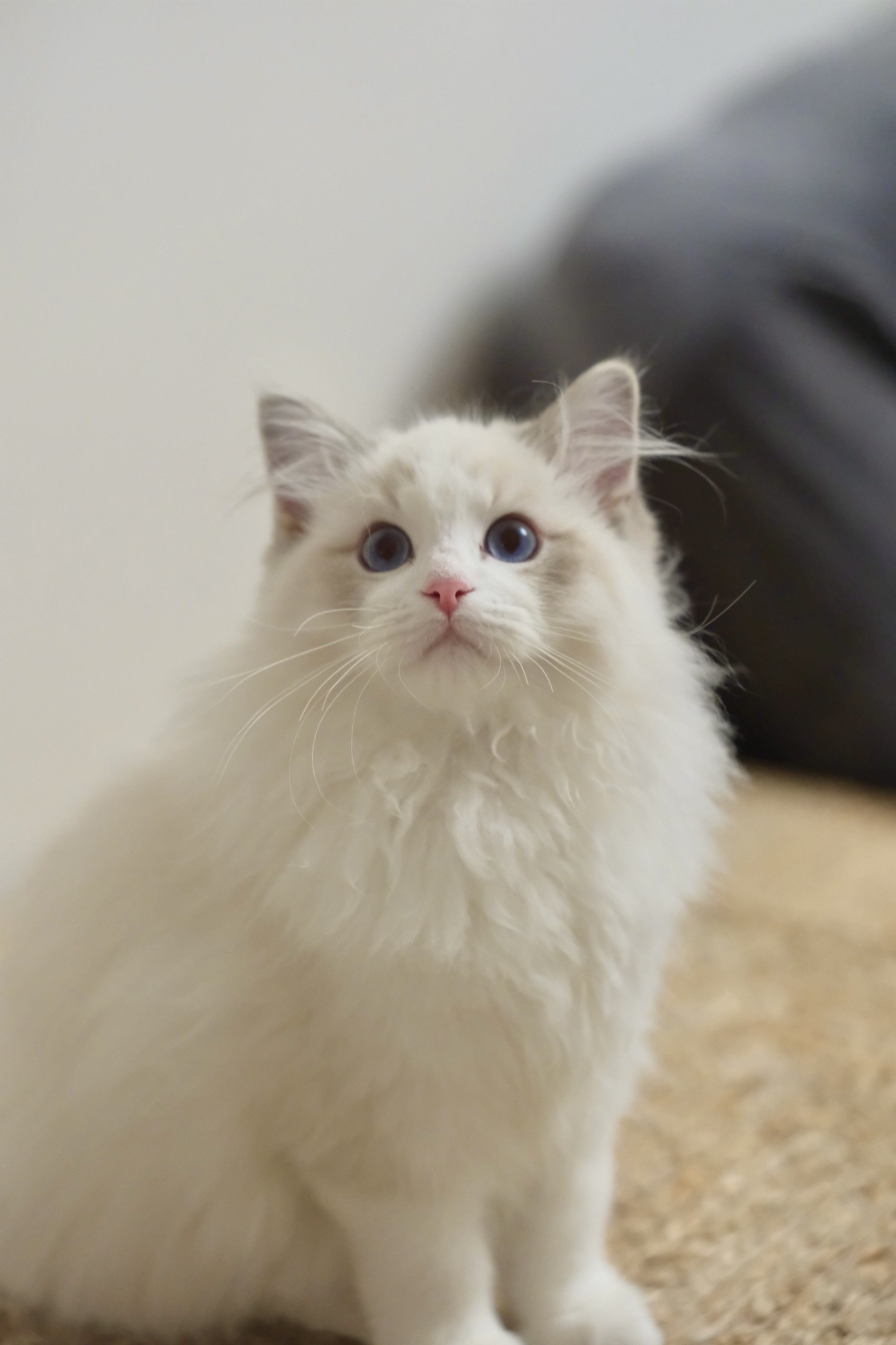 乖乖（蓝小妮子） 照片 2