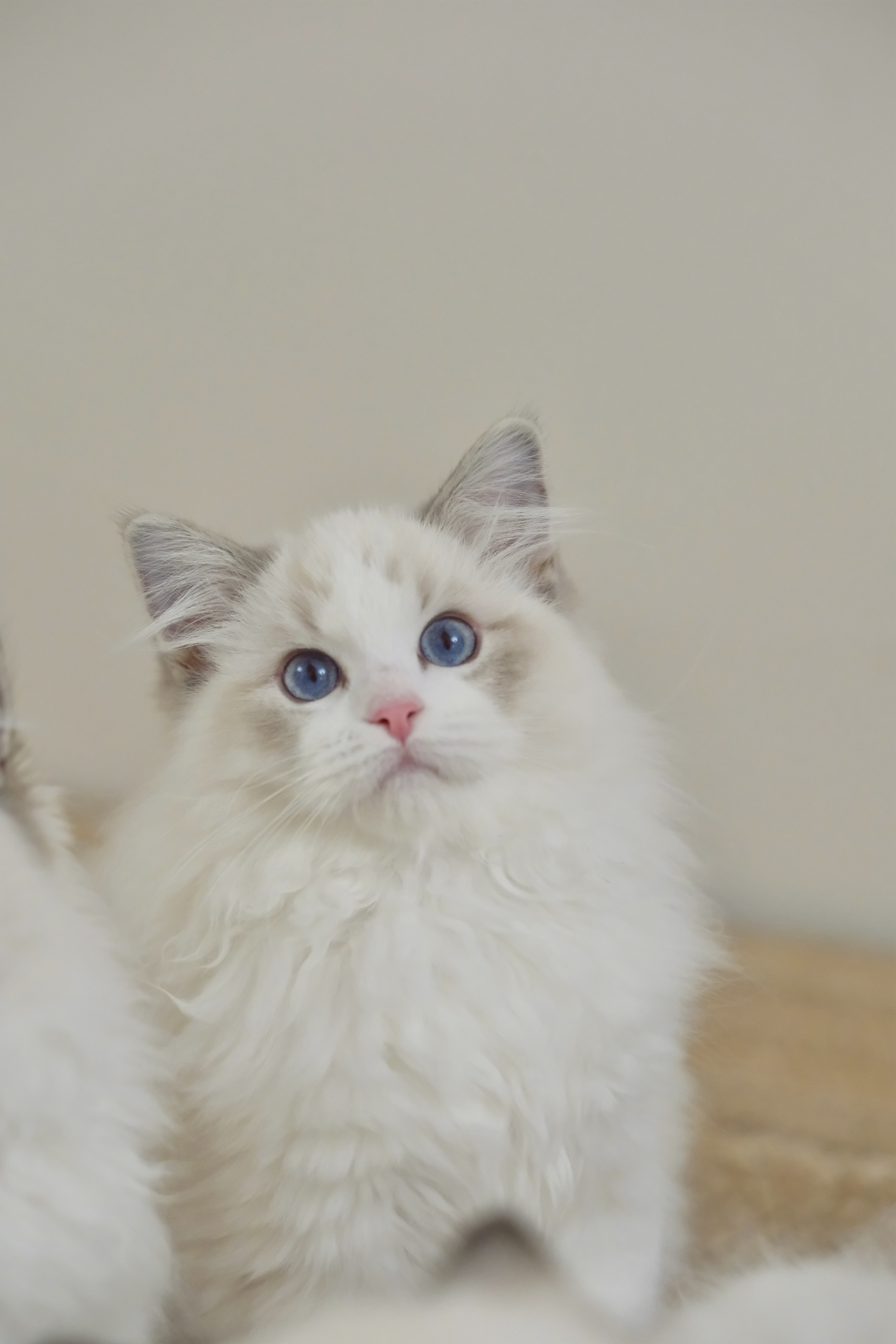 乖乖（蓝小妮子） 照片 5