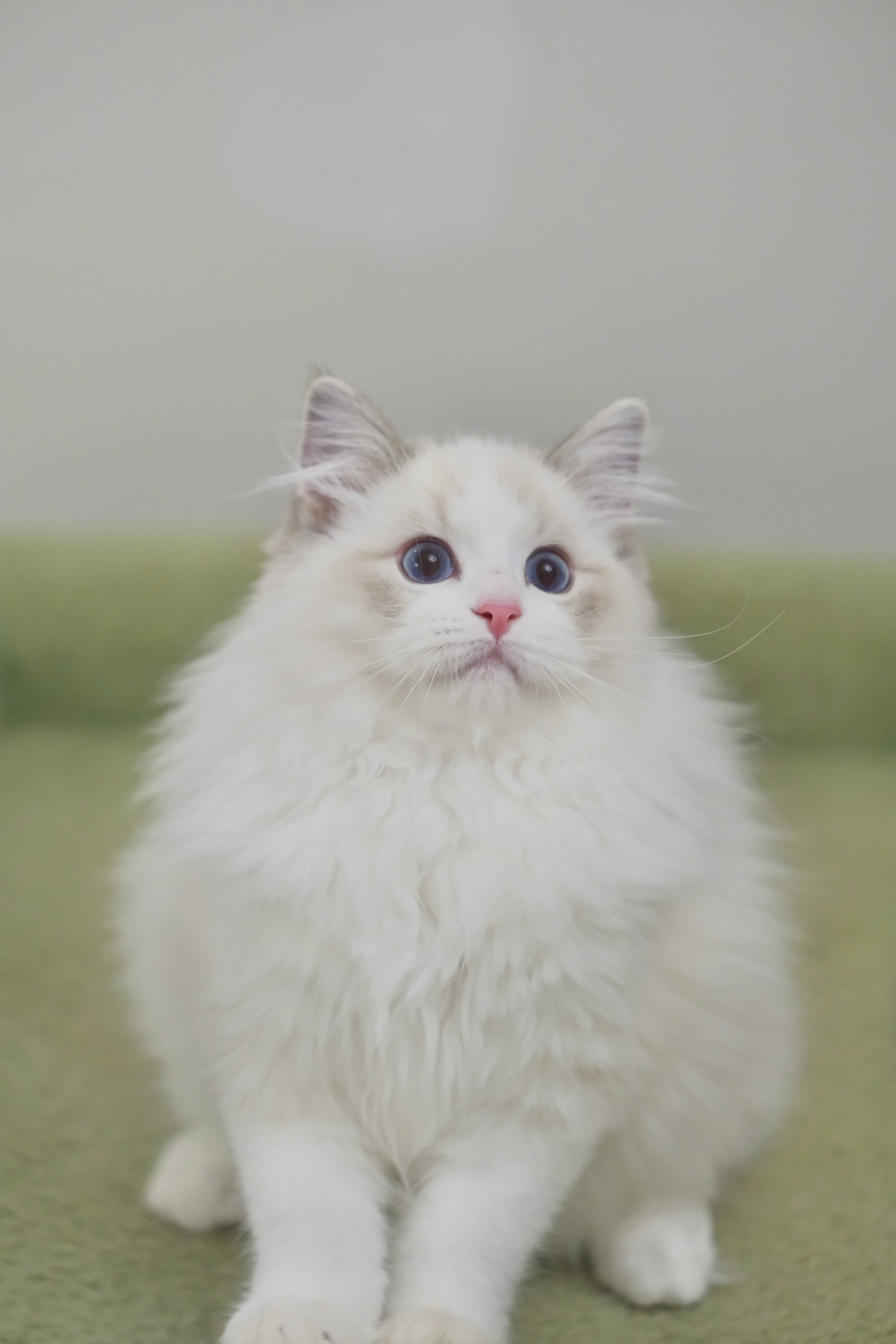 乖乖（蓝小妮子） 照片 3