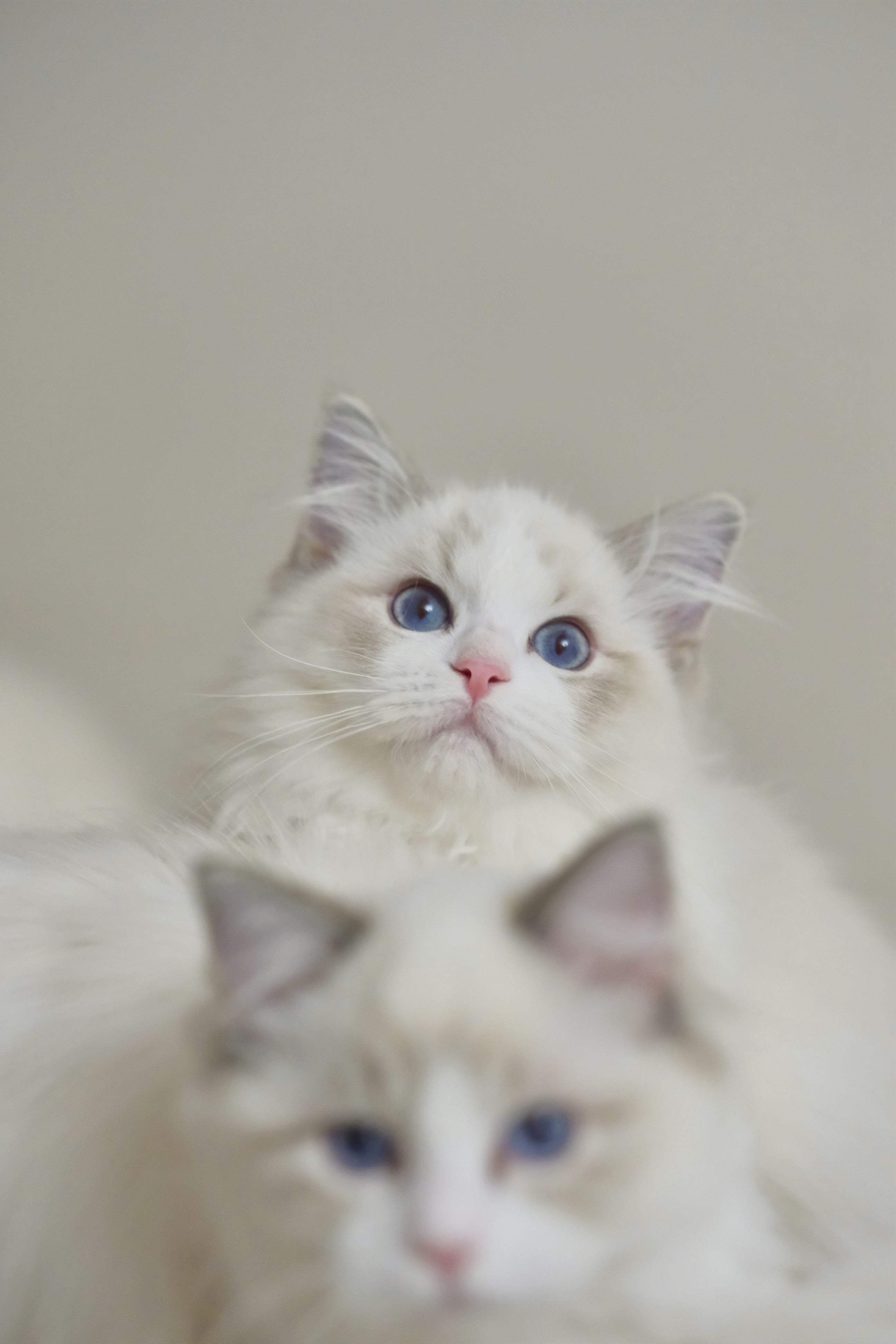 乖乖（蓝小妮子） 照片 4