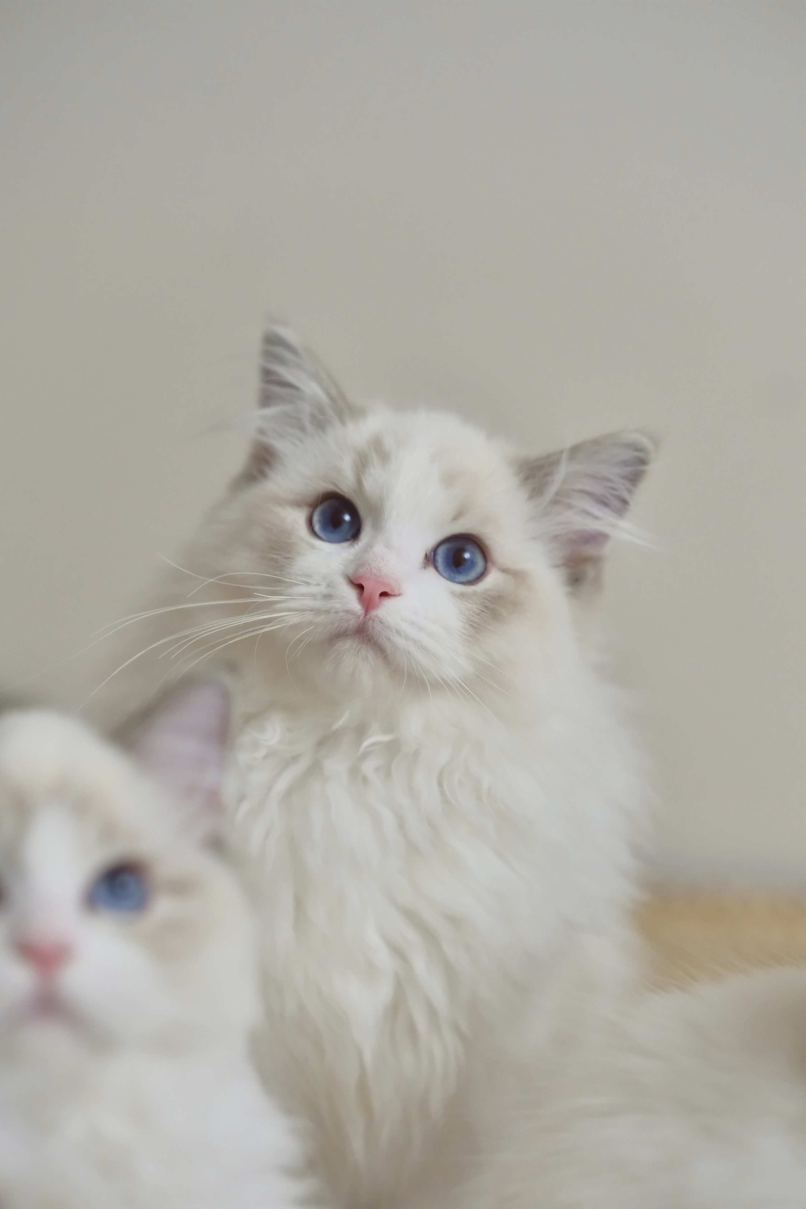 乖乖（蓝小妮子） 照片 6