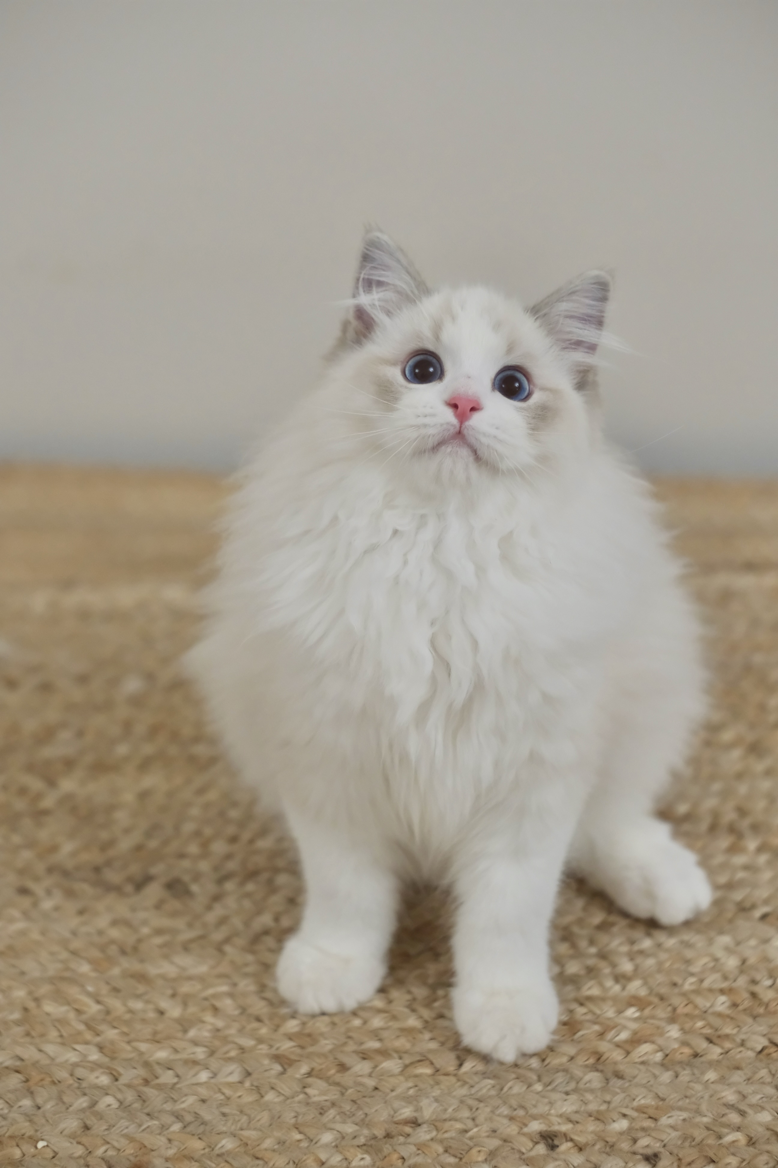 乖乖（蓝小妮子） 照片 7