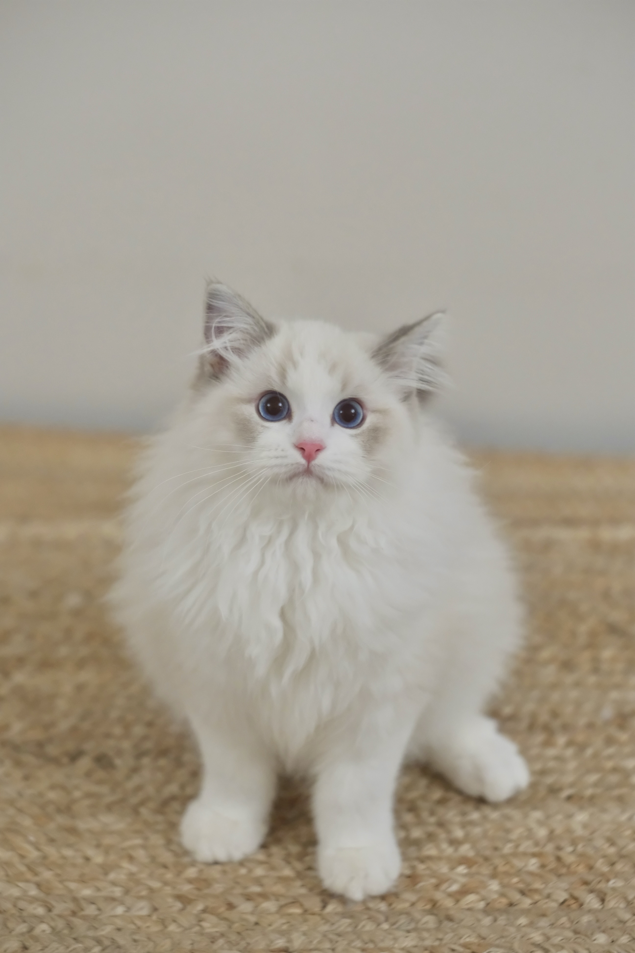 乖乖（蓝小妮子） 照片 8