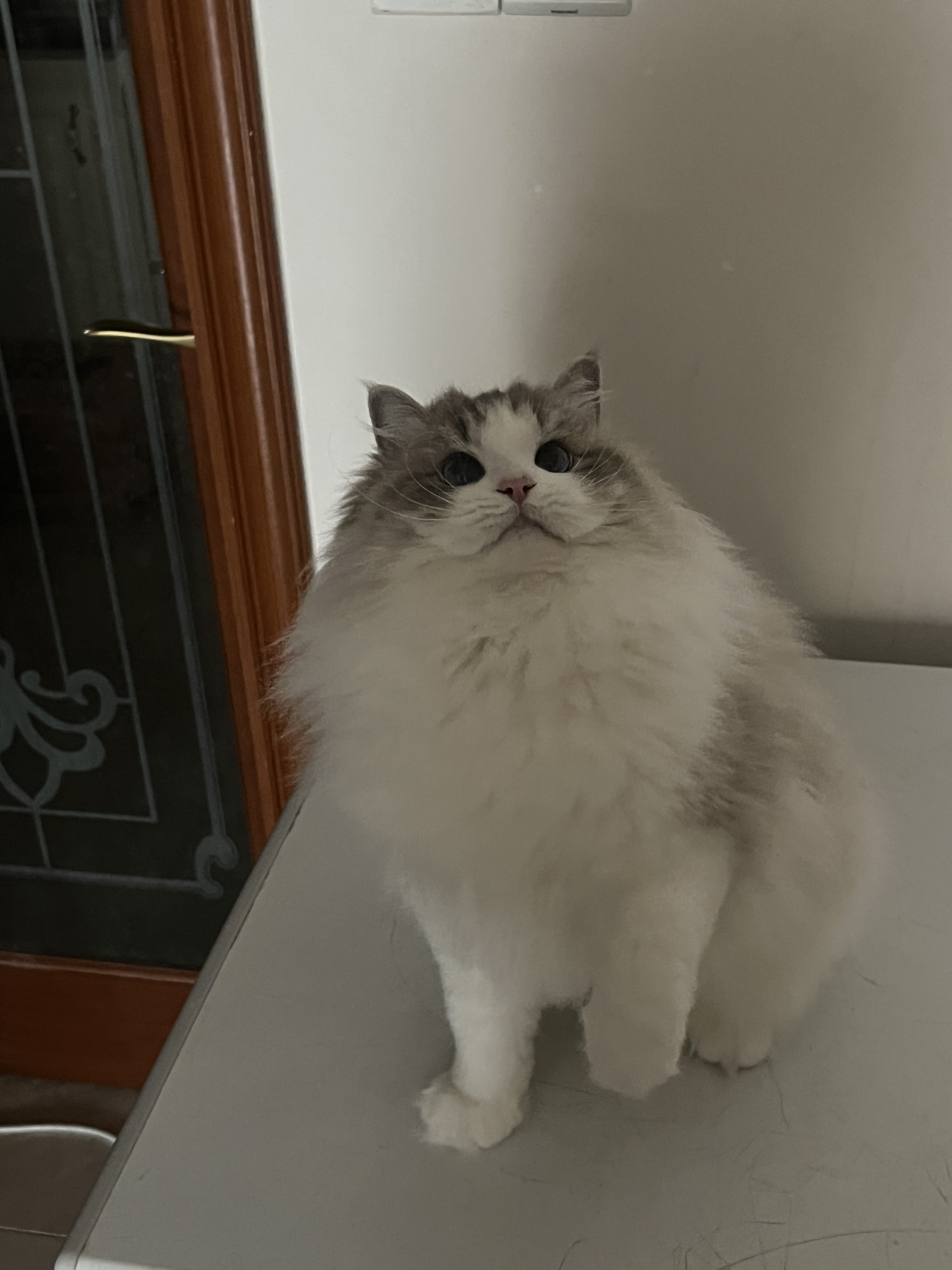 cony