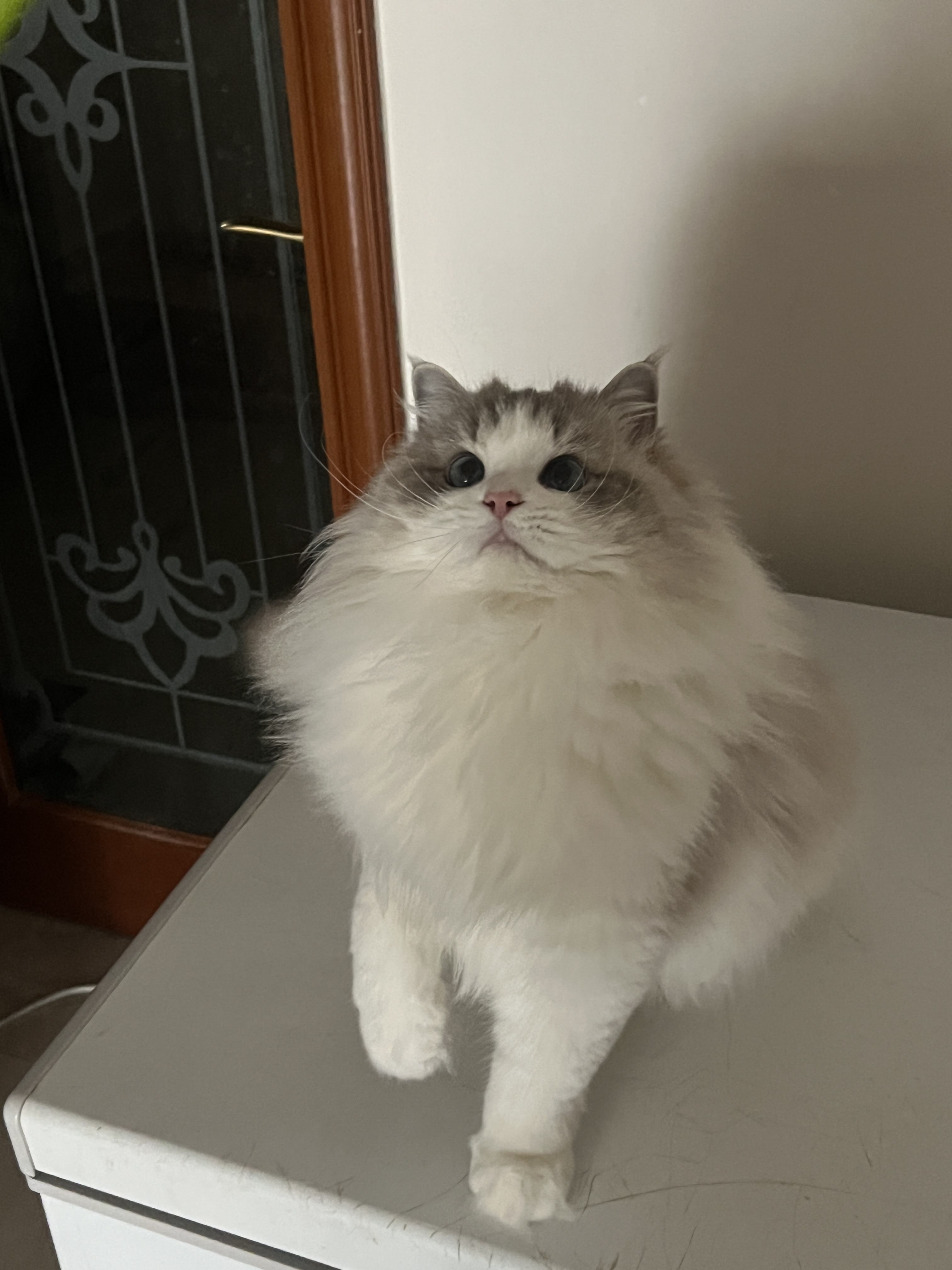 cony
