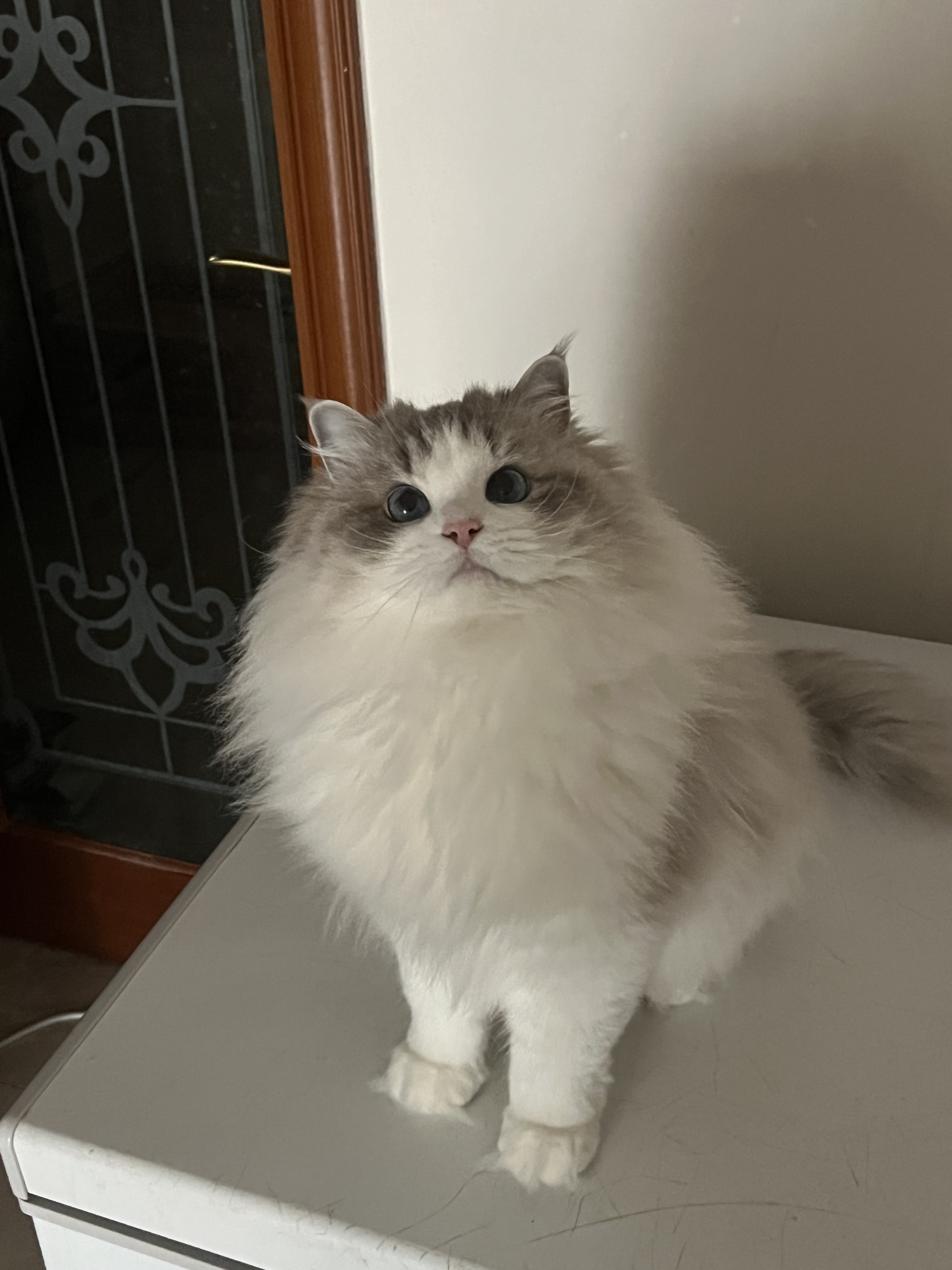 cony
