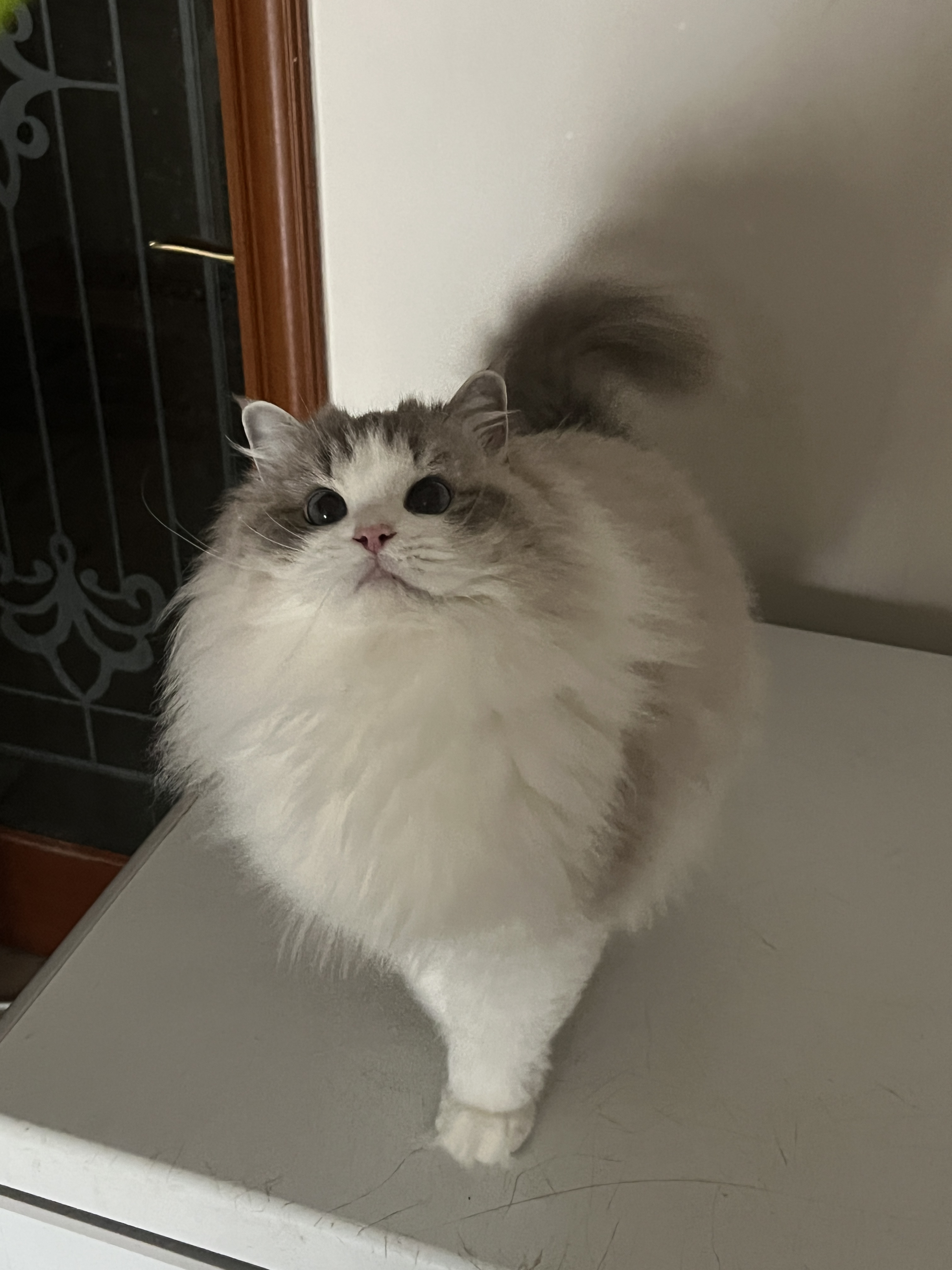 cony