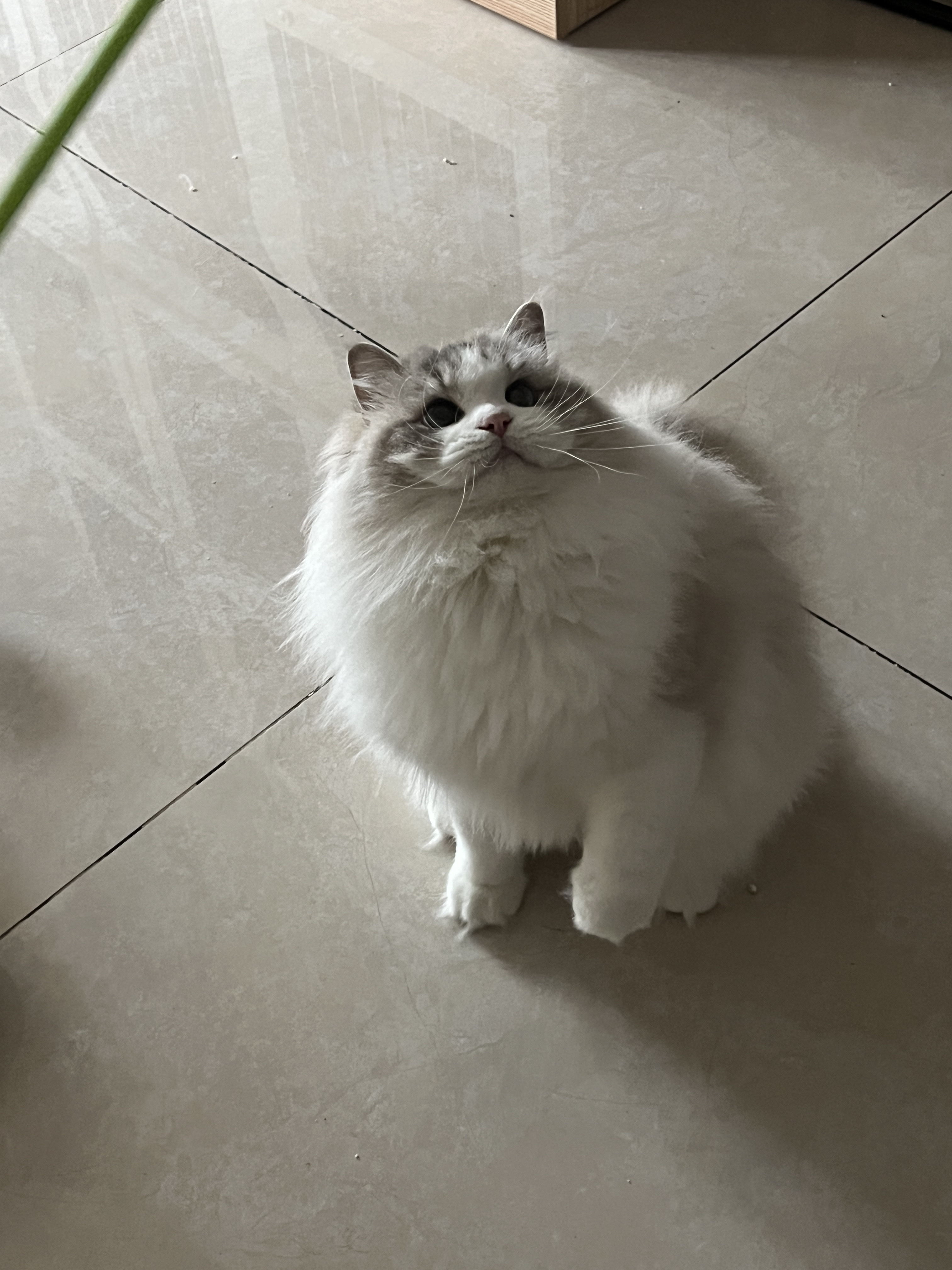 cony