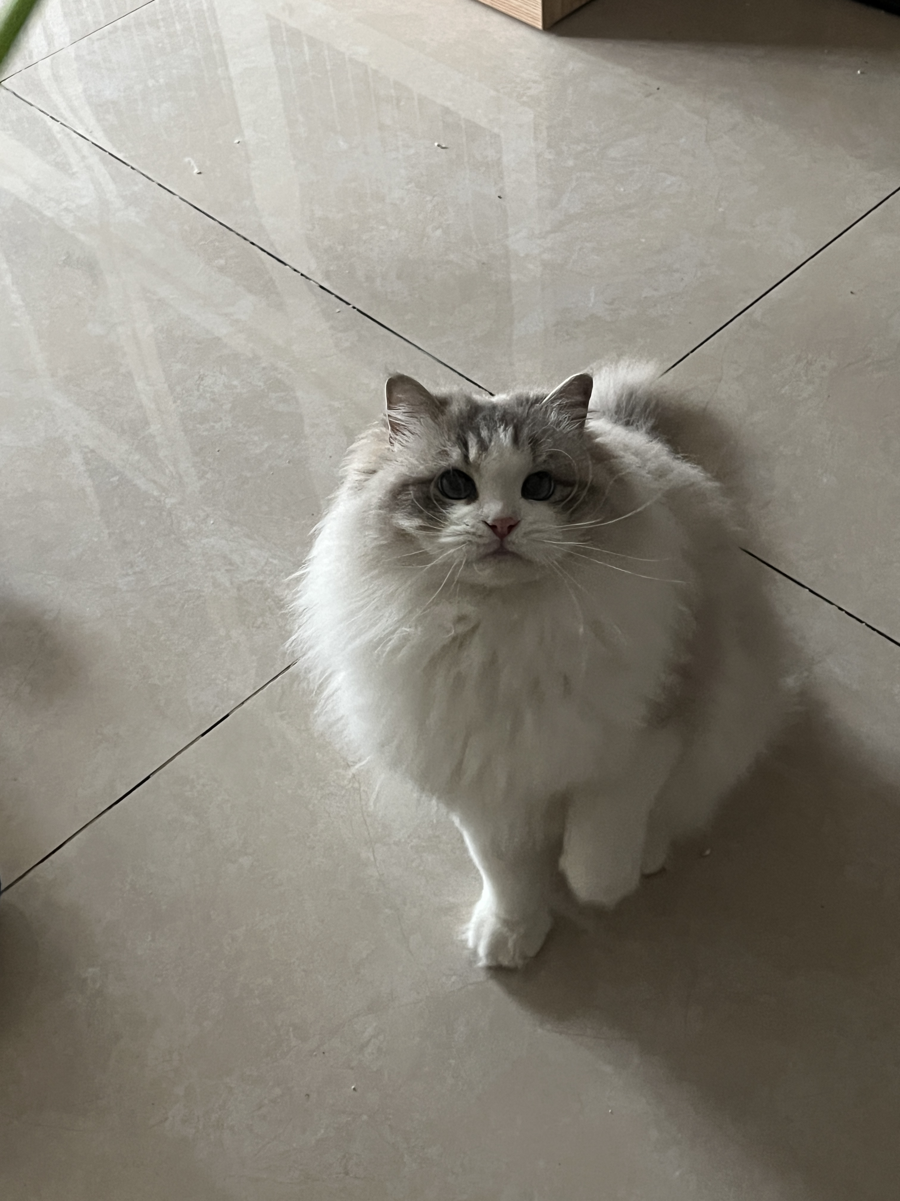 cony