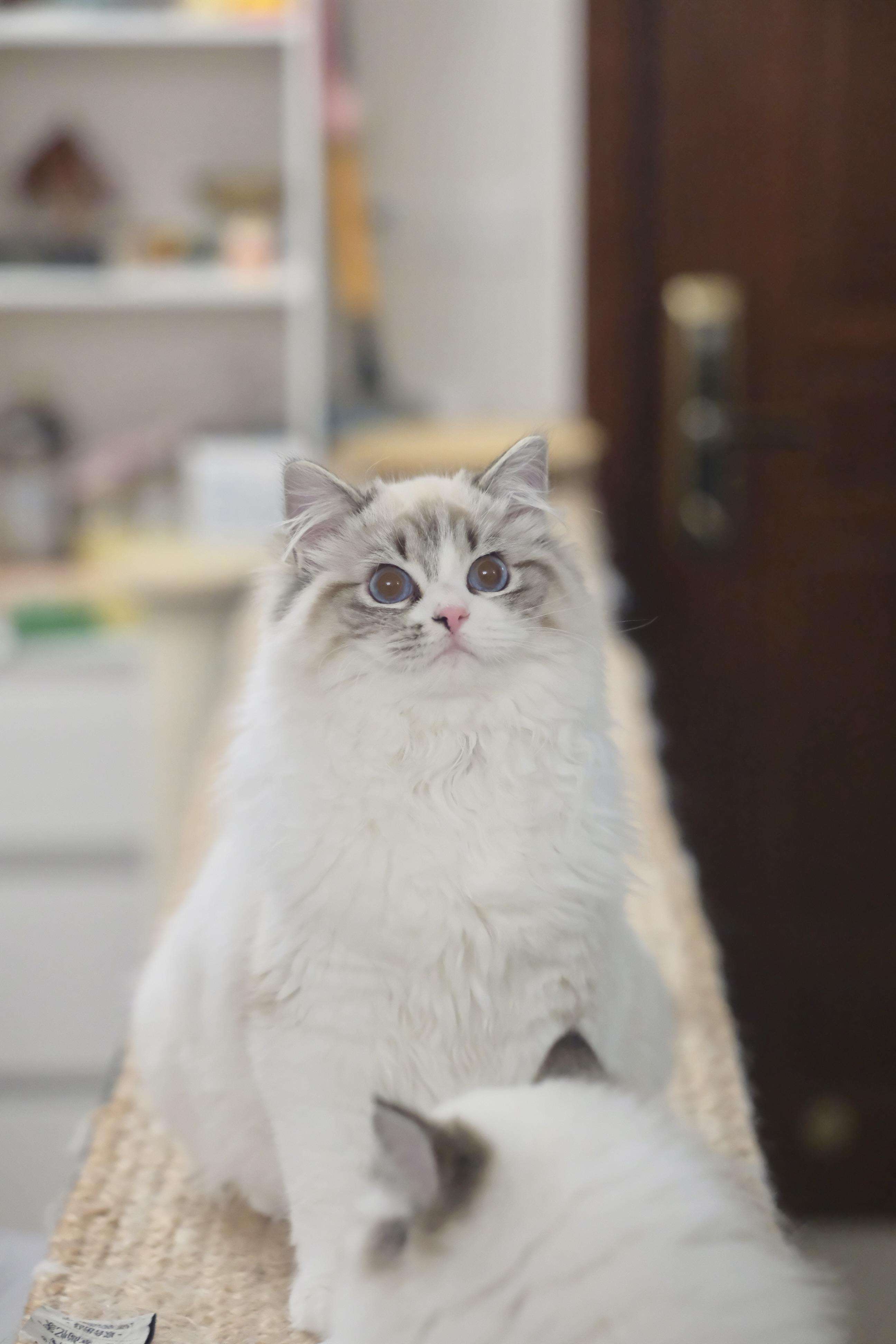 腾腾（羊羊蓝） 照片 8