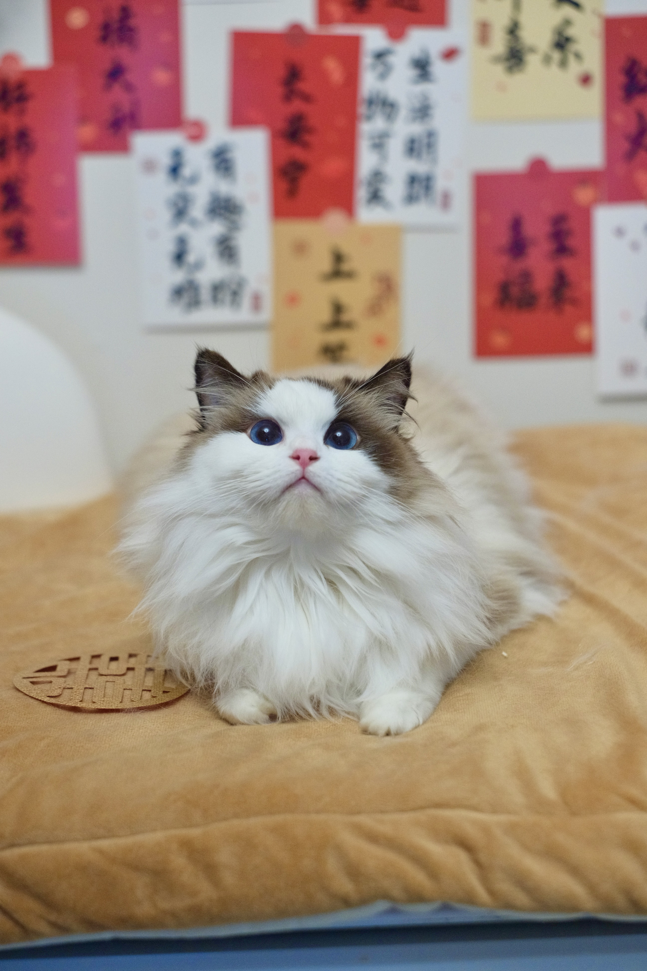 小二