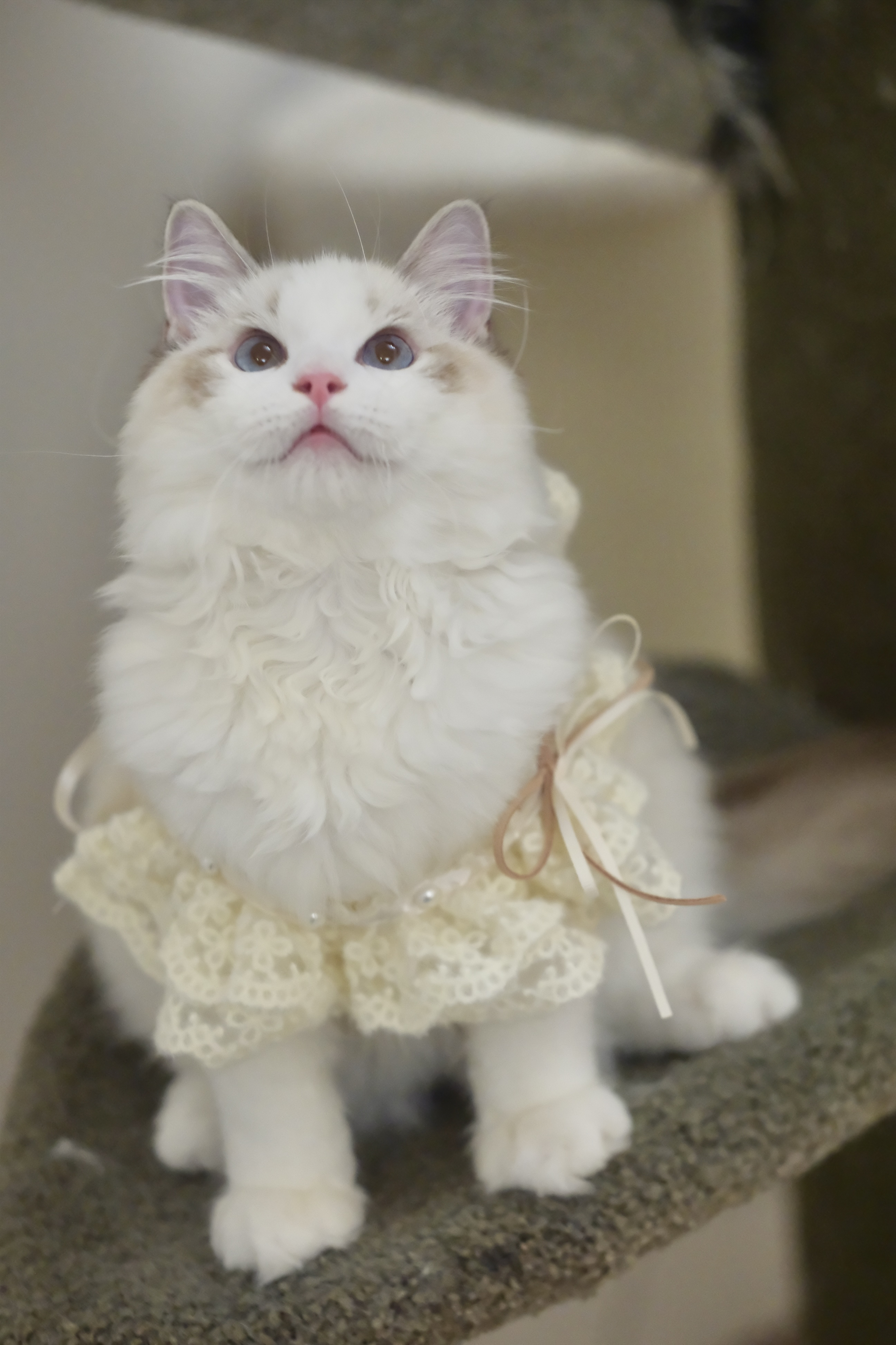 懒猫猫证件照