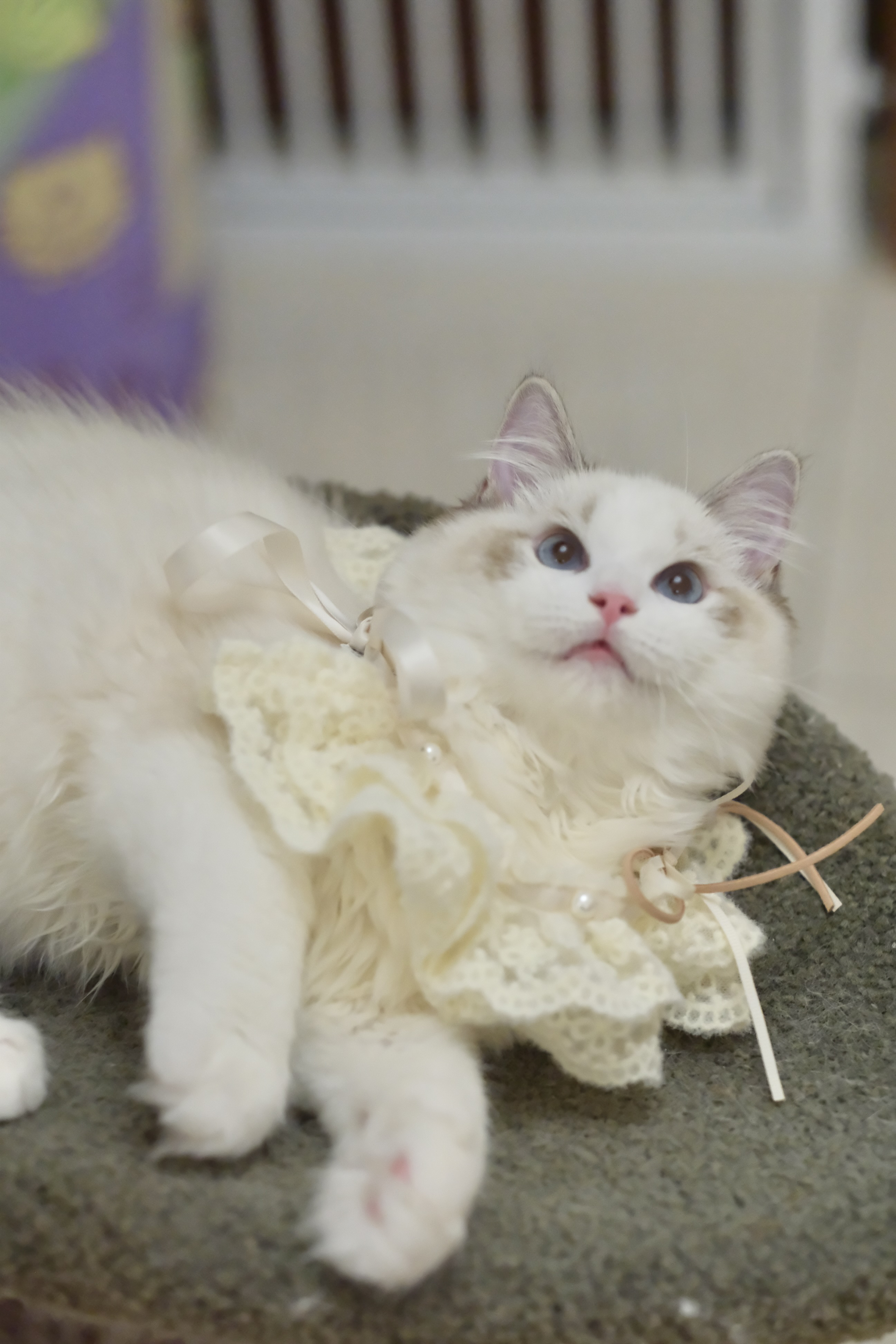 懒猫猫证件照