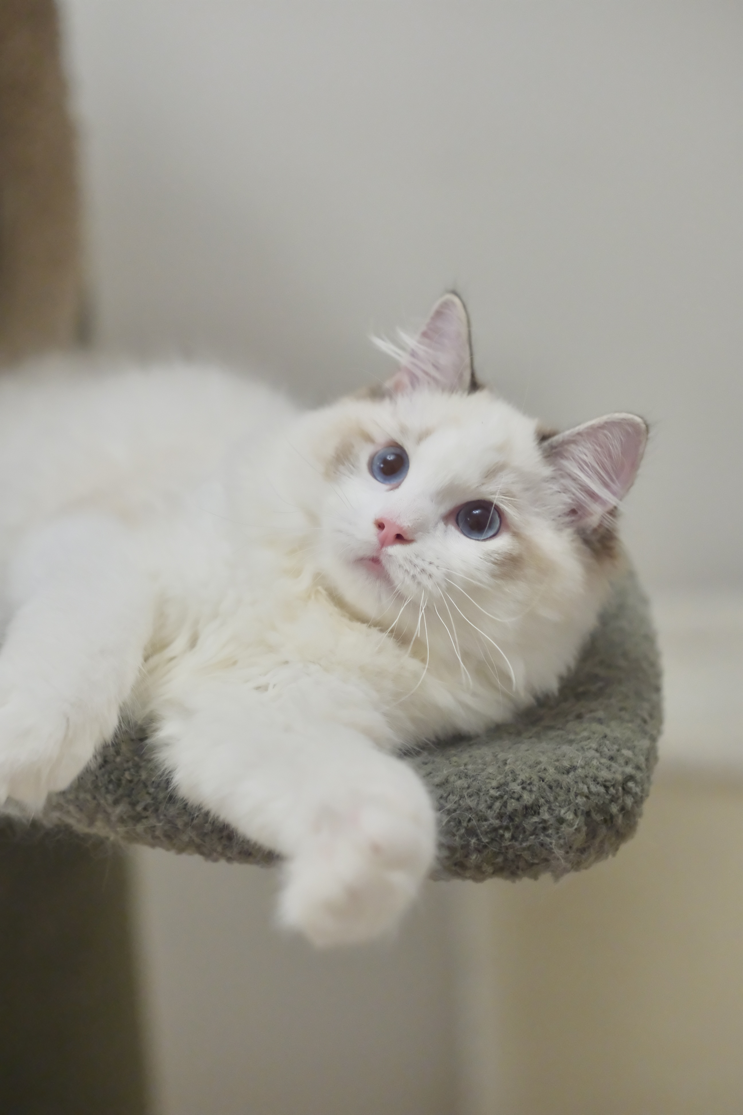 懒猫猫证件照