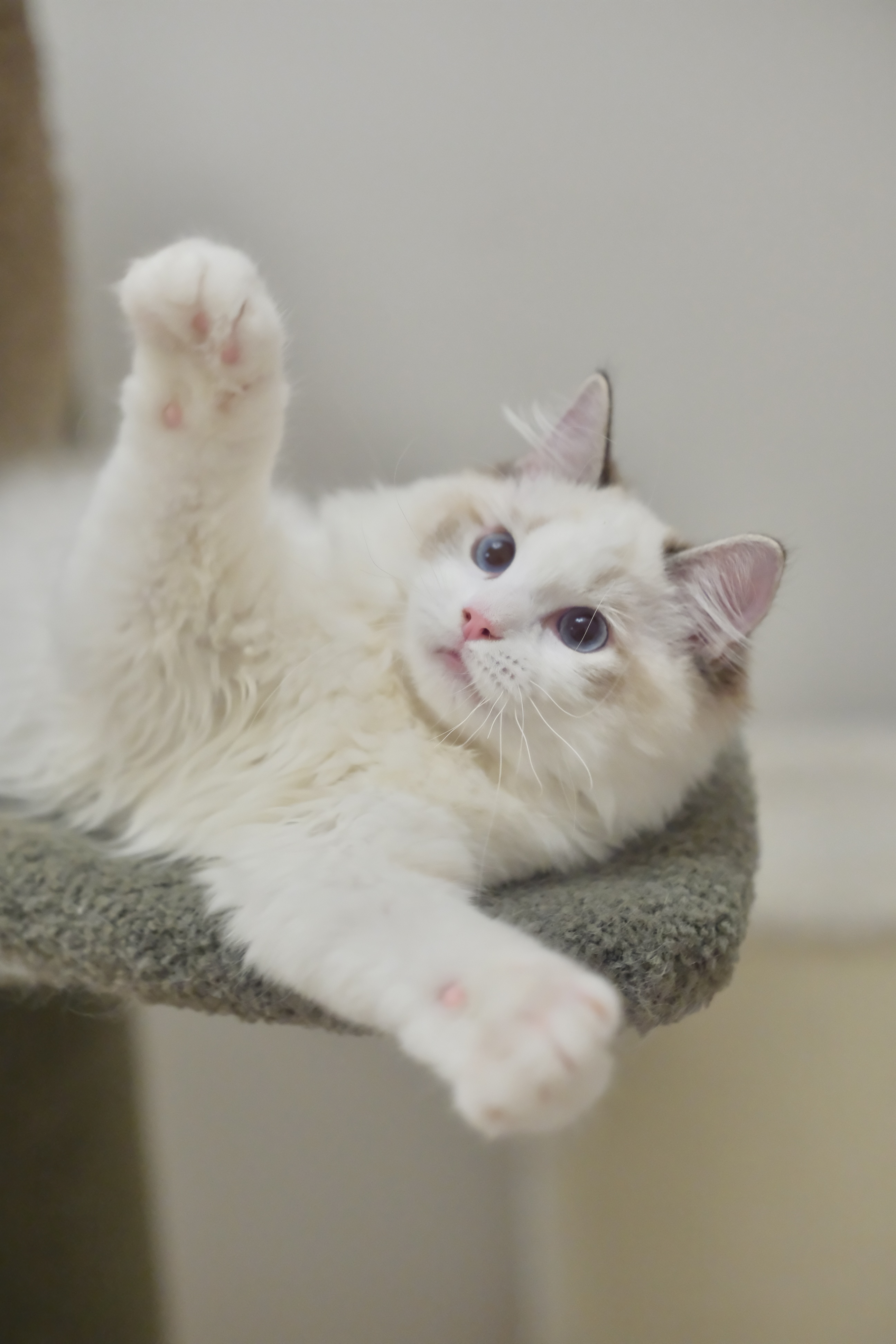 懒猫猫证件照