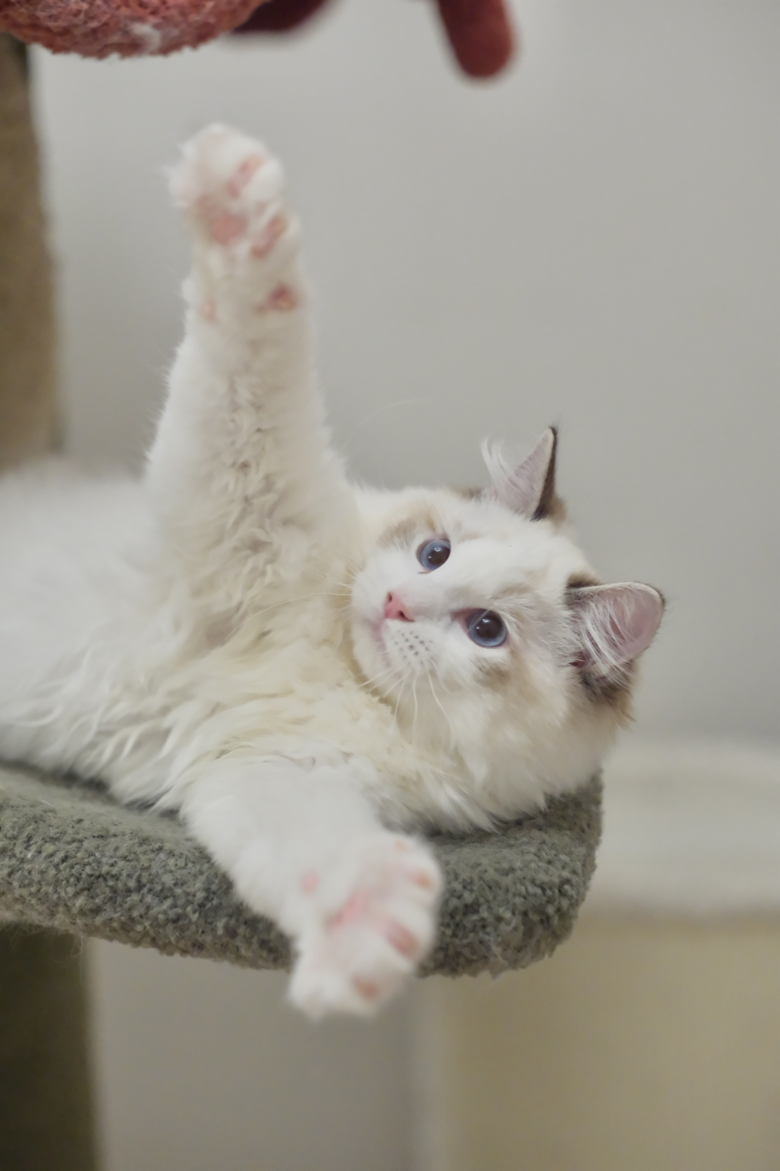 懒猫猫证件照