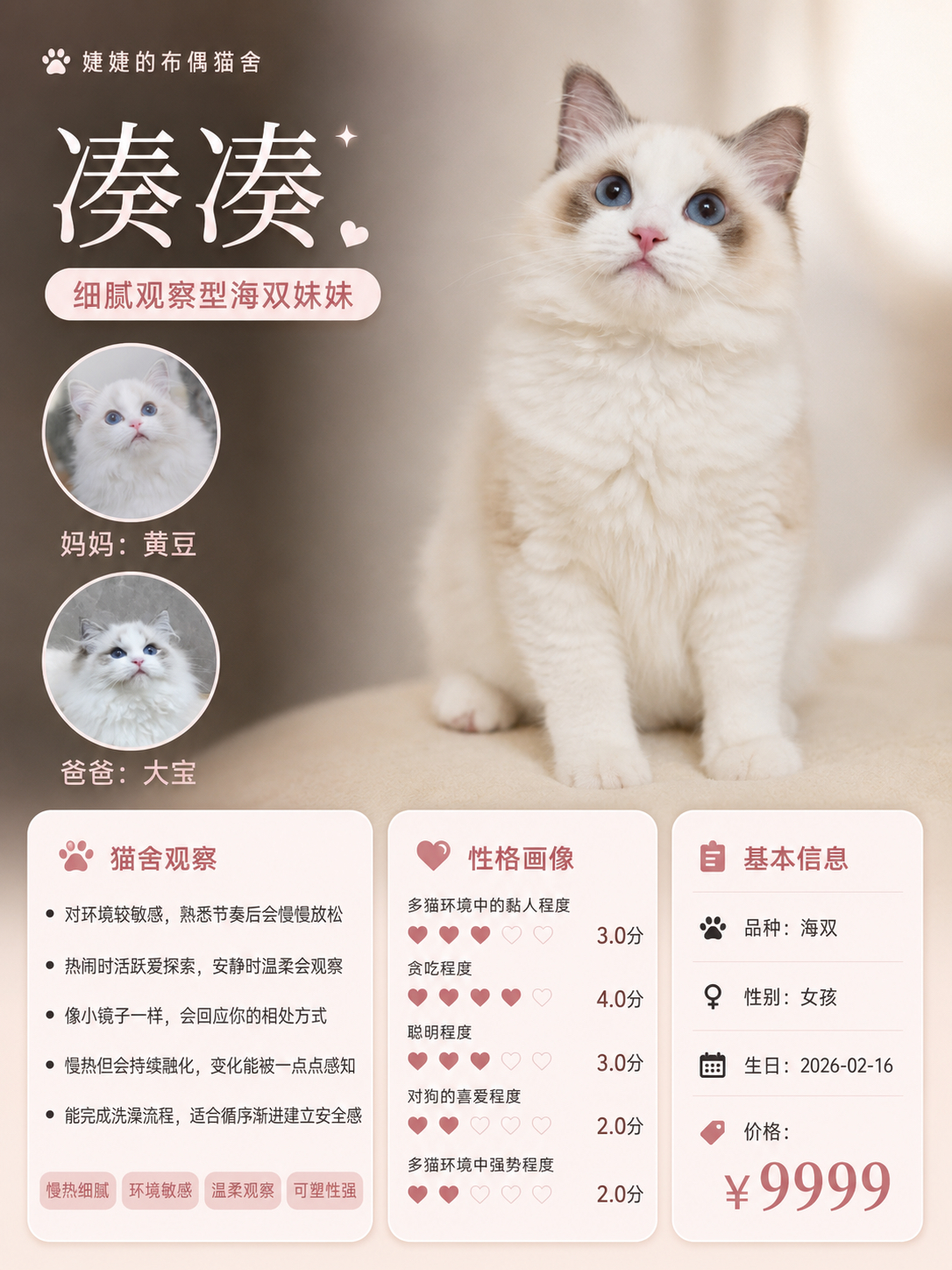 小猫海报