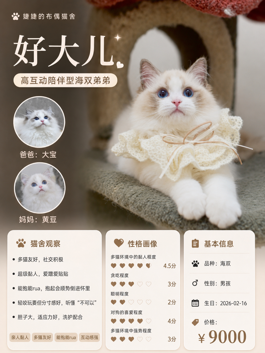 小猫海报
