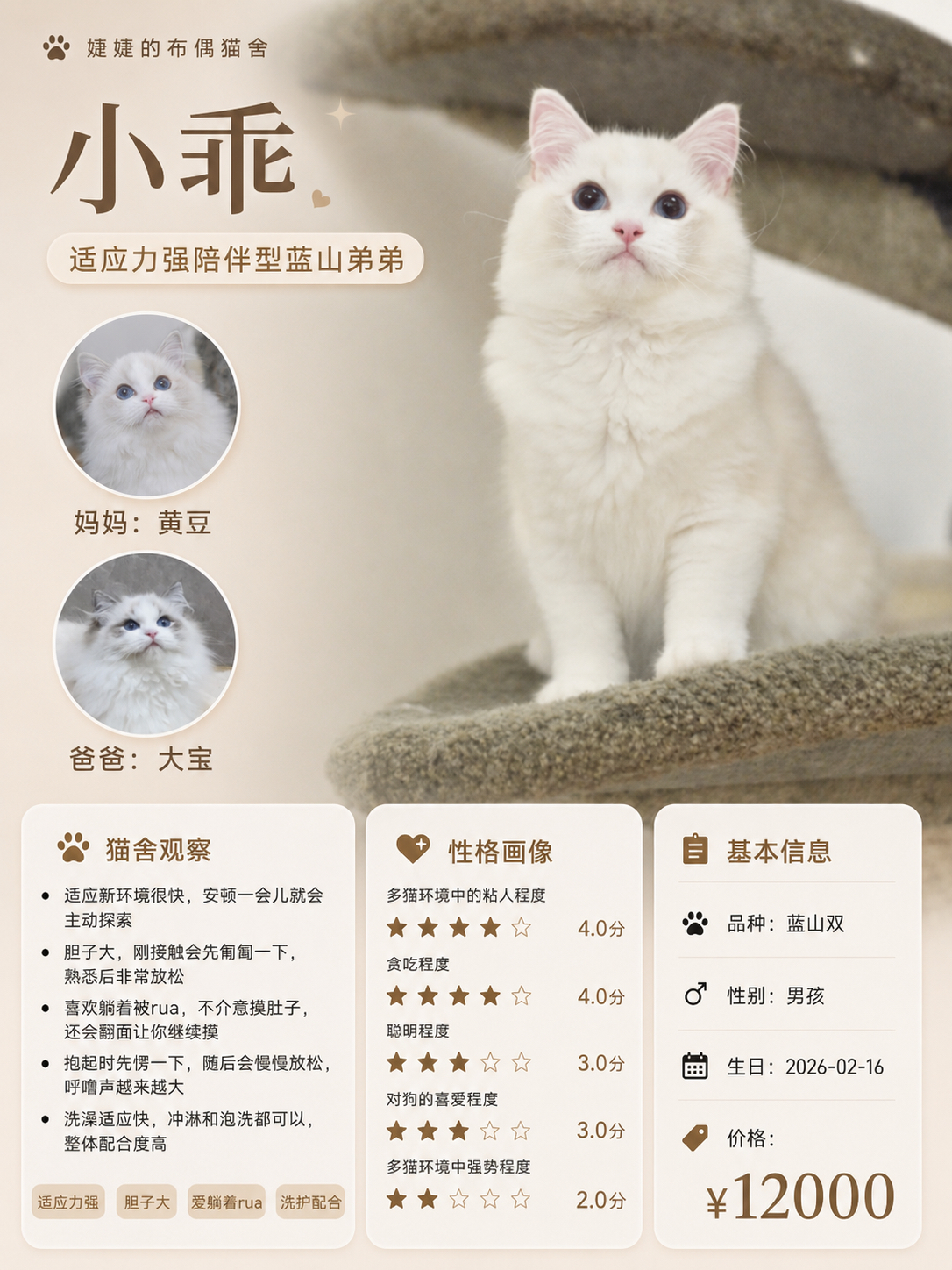 小猫海报！