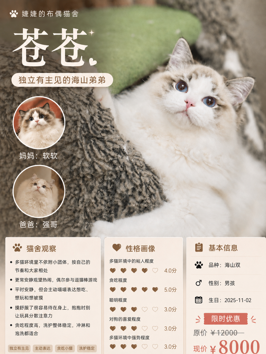 小猫海报！