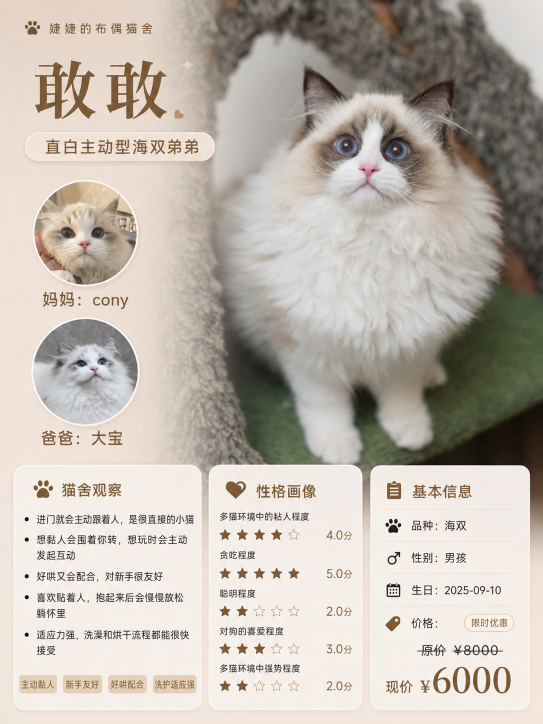 小猫海报！