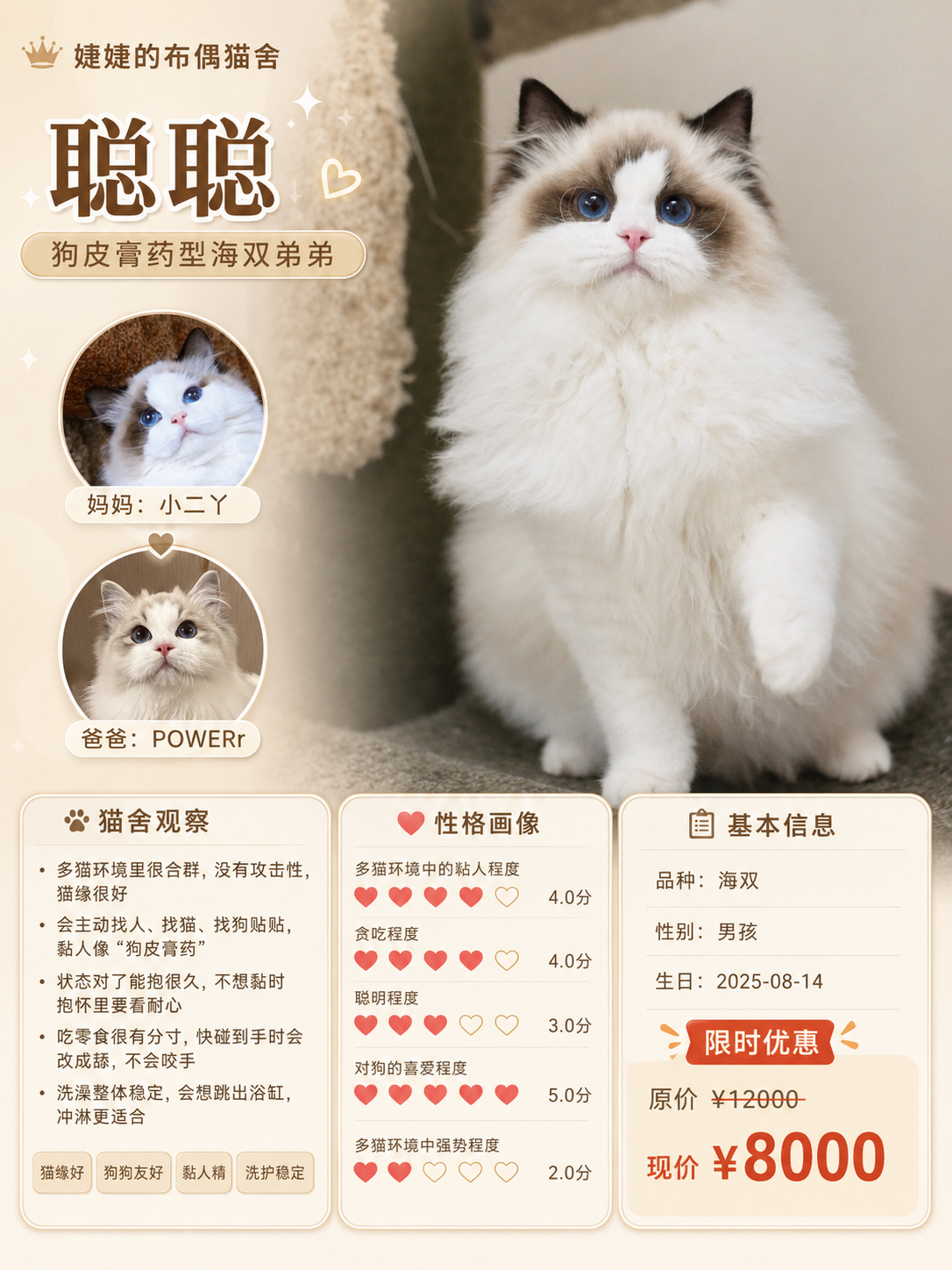 小猫海报
