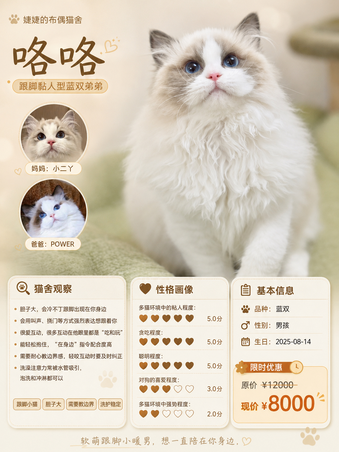 小猫海报！