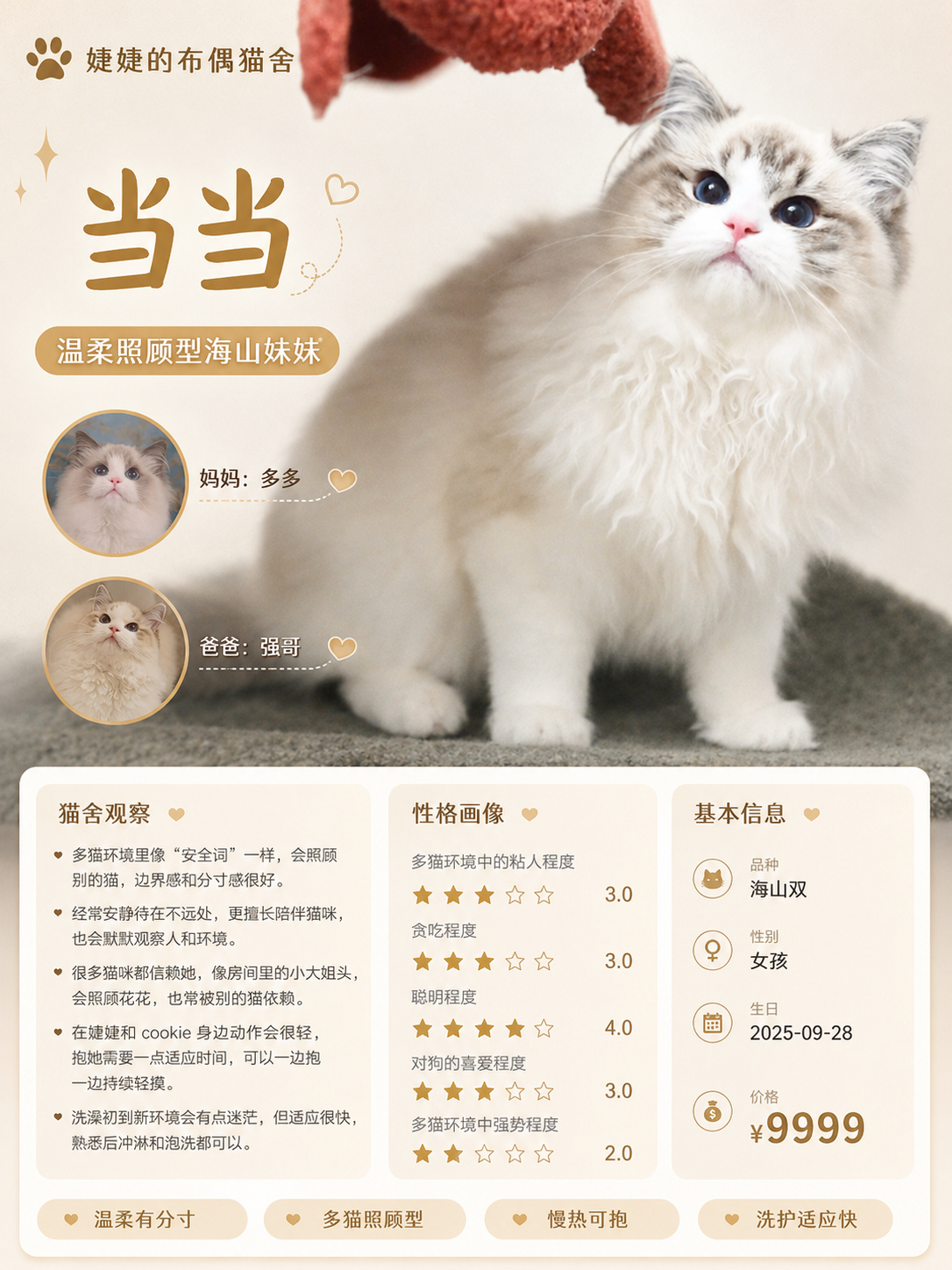 小猫海报！