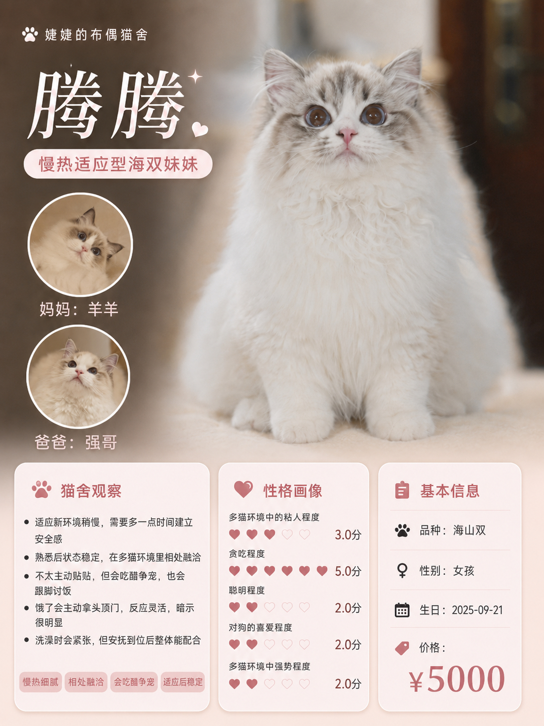 小猫海报！