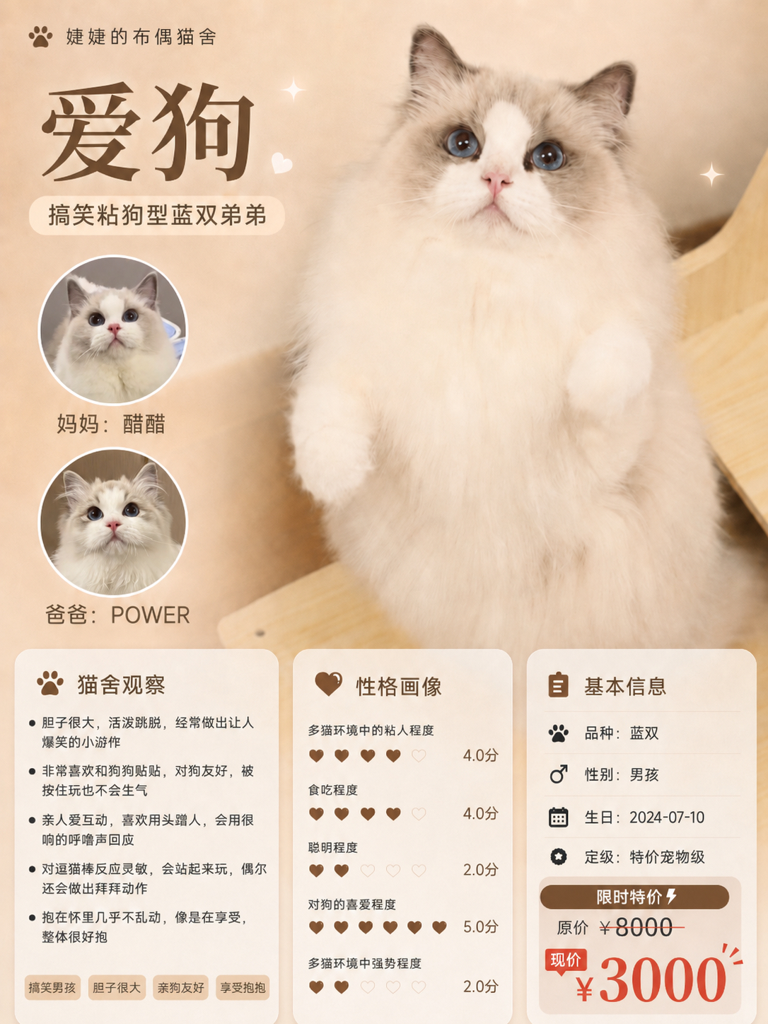 小猫海报！