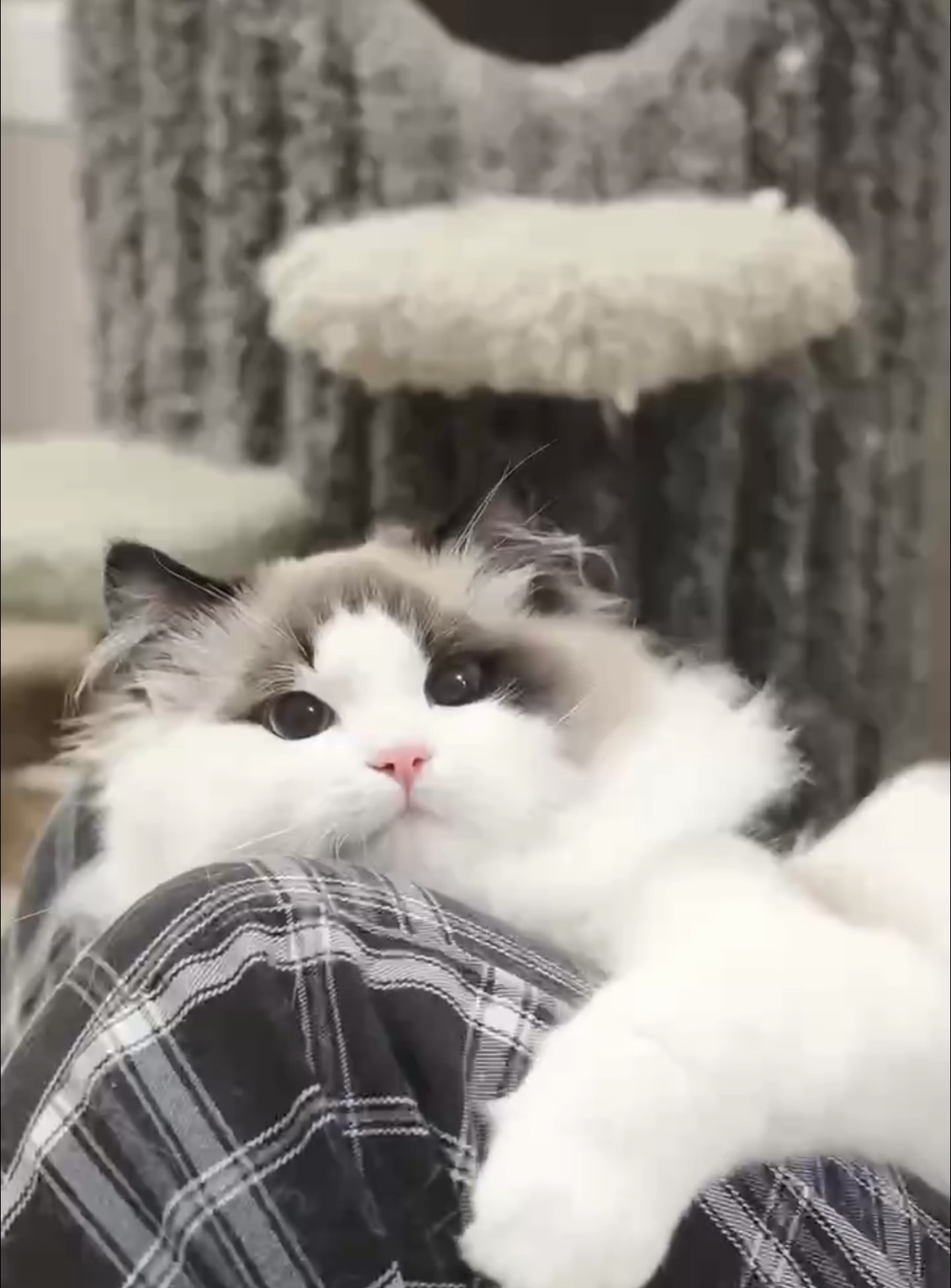 棉球