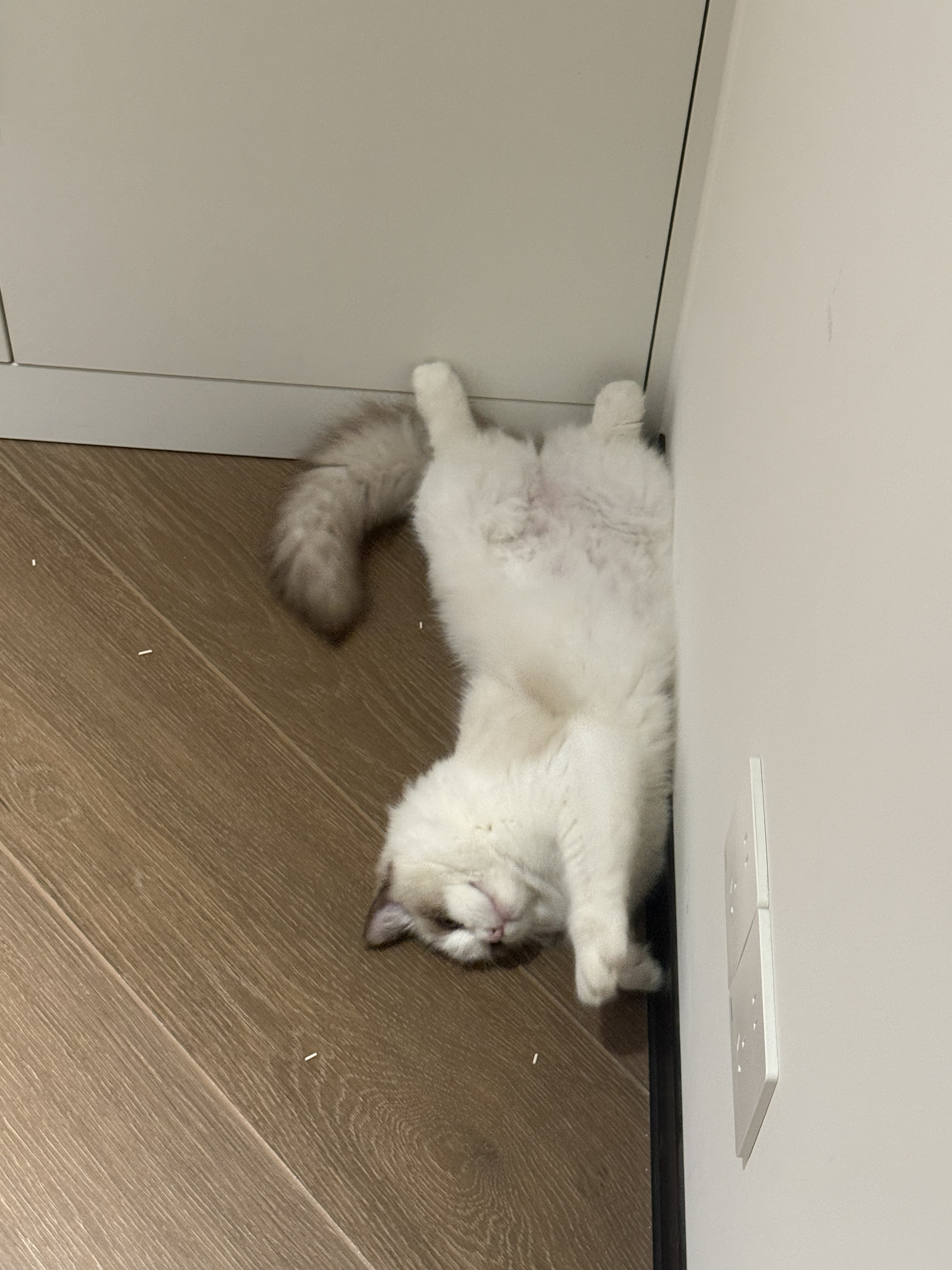 在糕糕家暂住ing