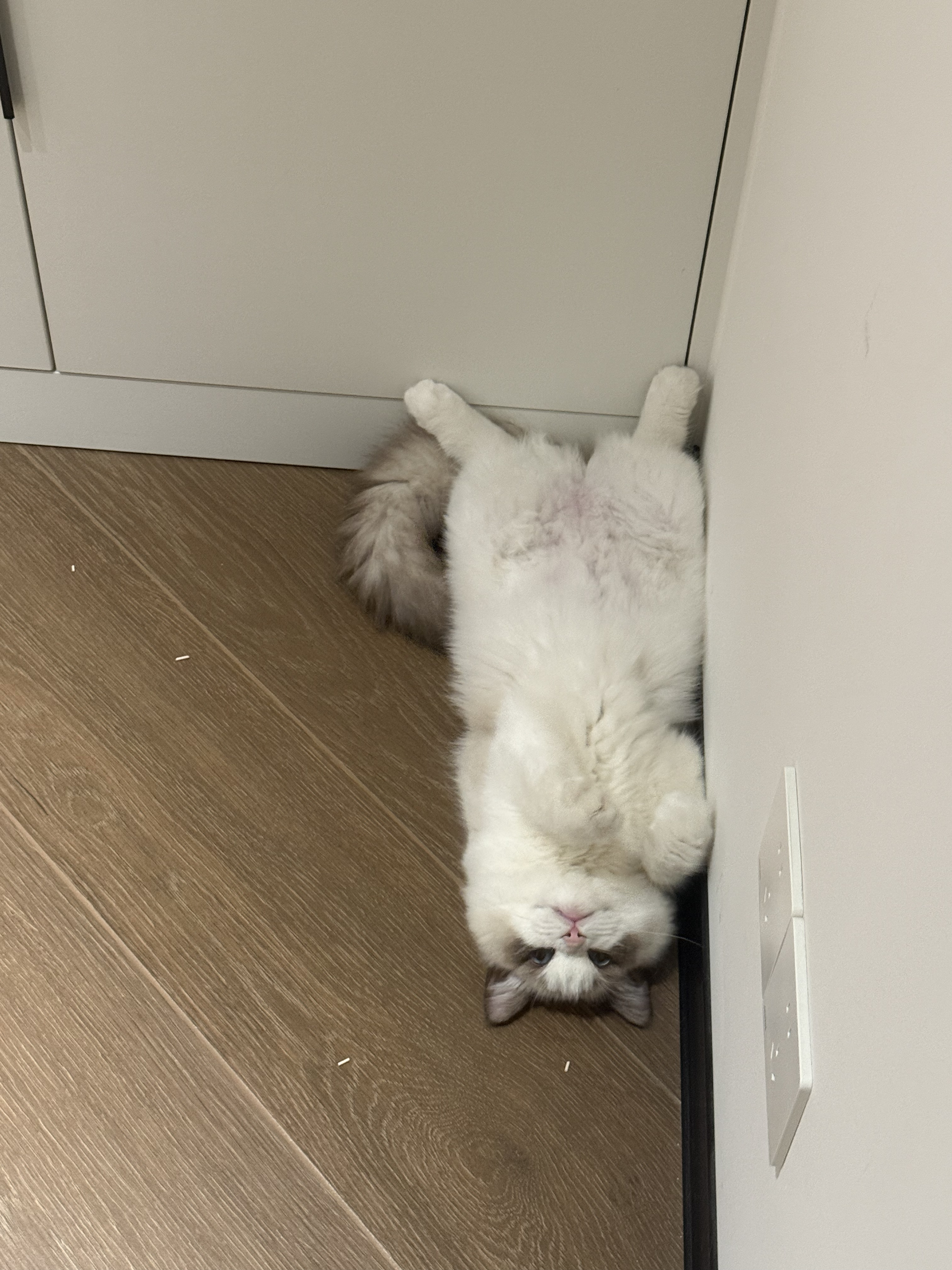 在糕糕家暂住ing