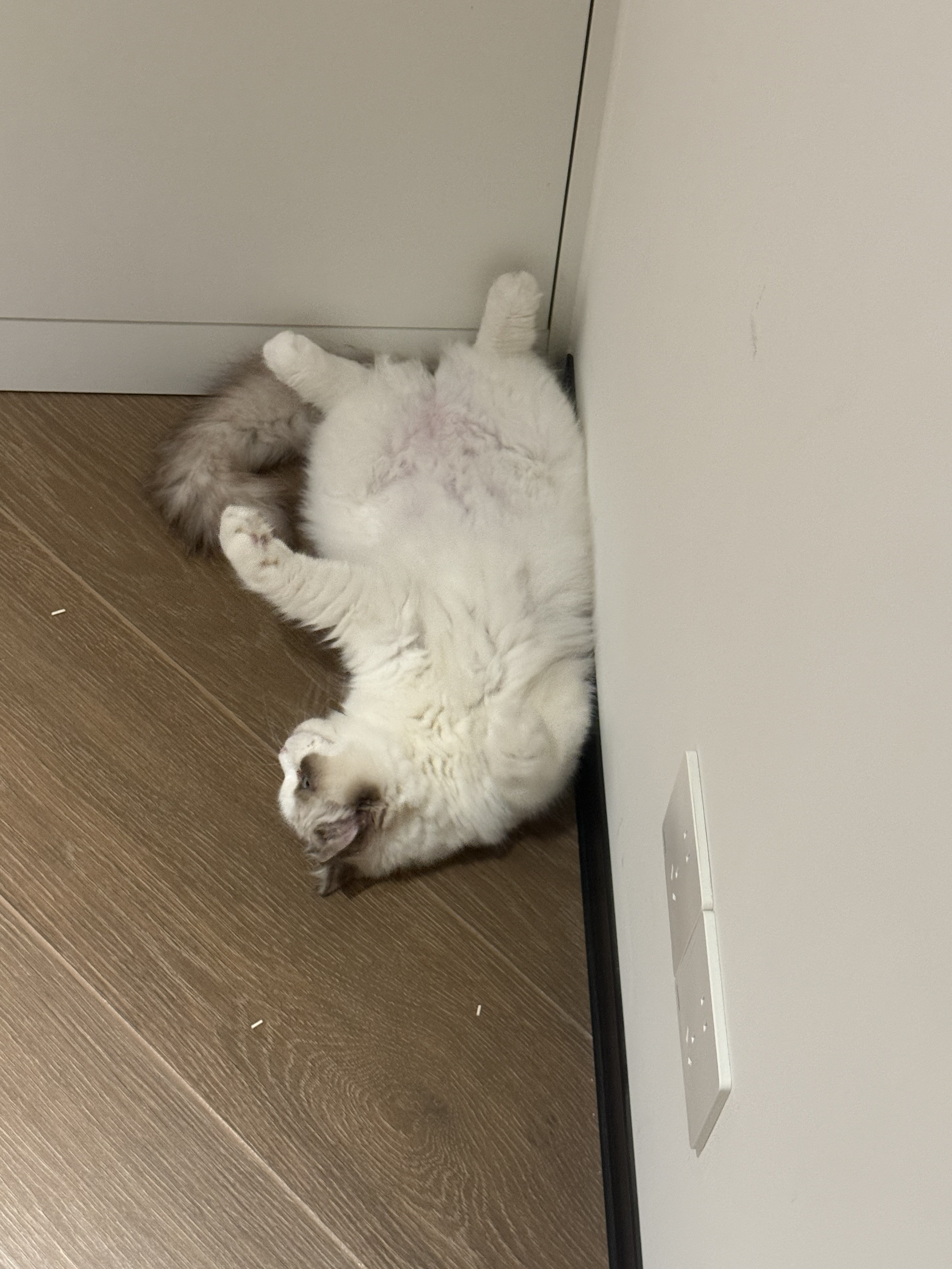 没有白走的路
小猫就当出去社会化一波